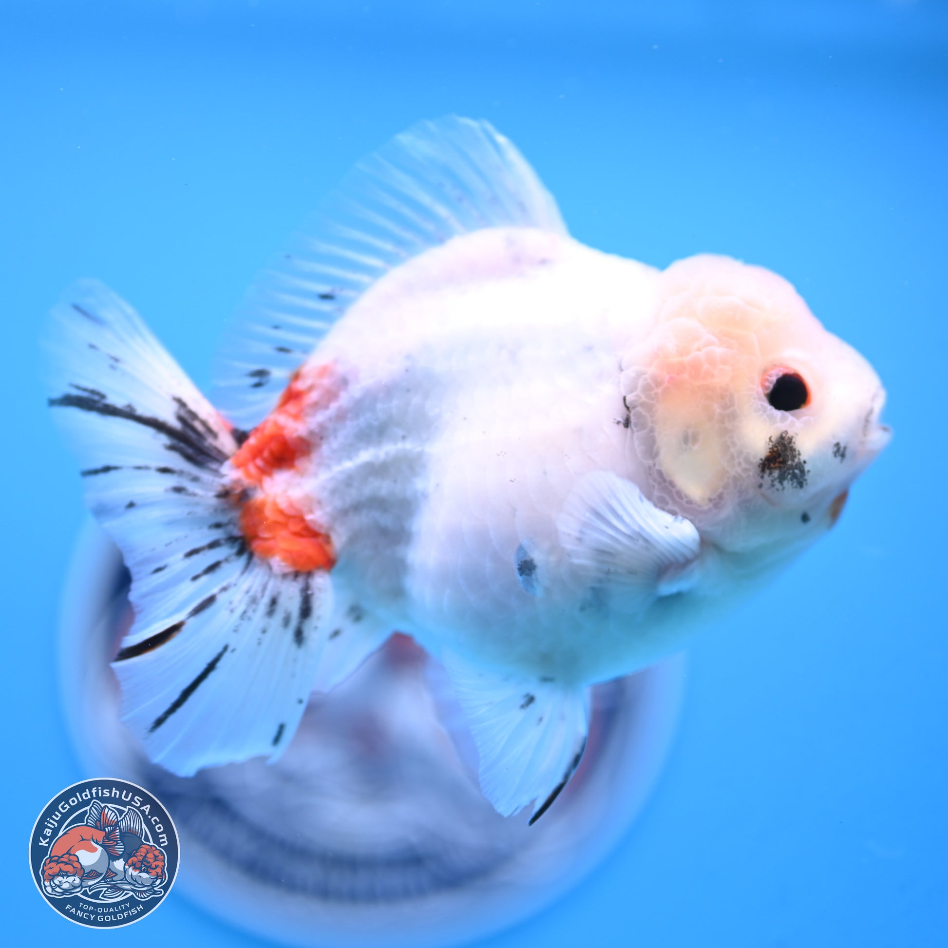 Tricolor Sakura Oranda 4.5 inches Body - Male (250117_OR02) - Kaiju Goldfish USA