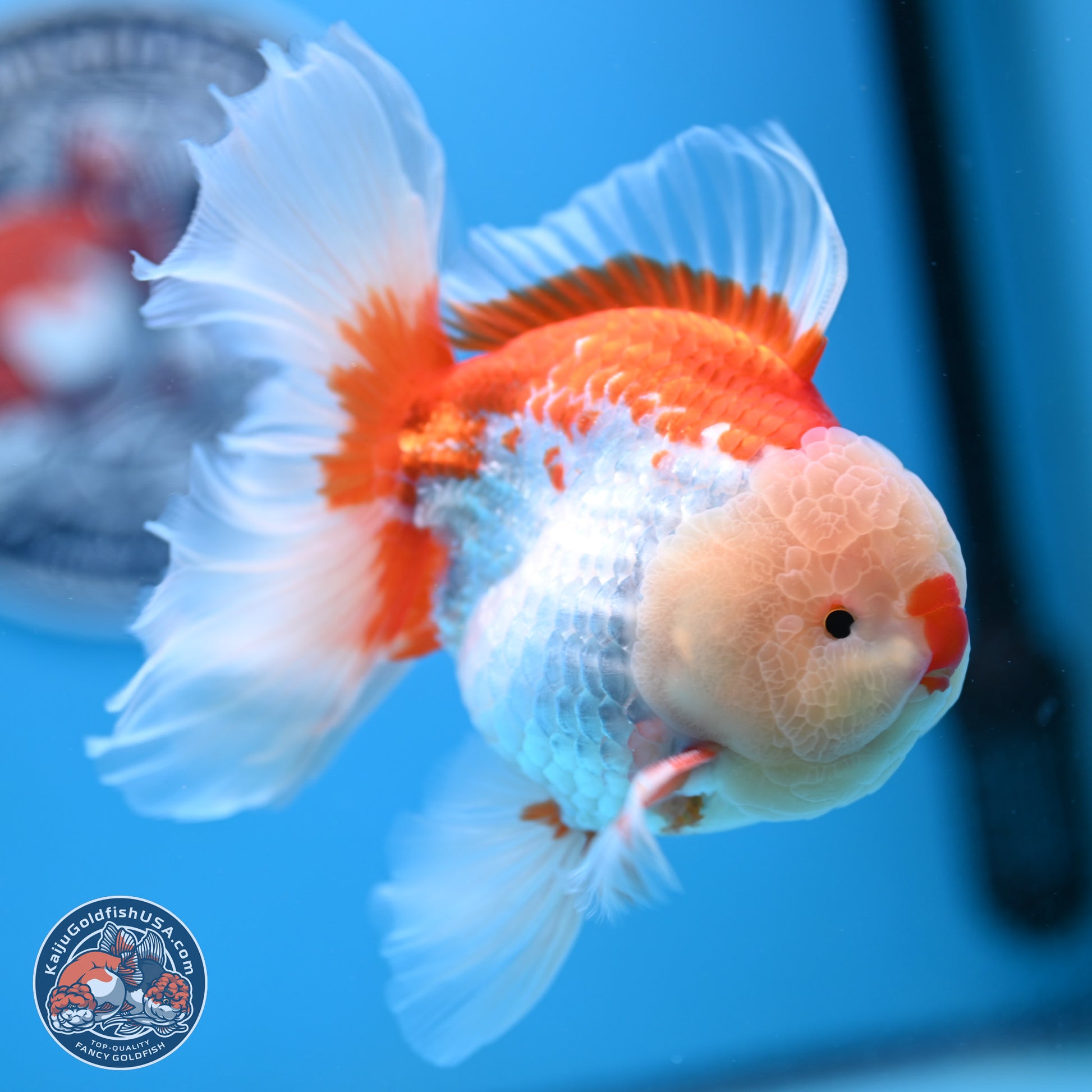 Red White Rose Tail Oranda 4-6 inches (240906_OR02) - Kaiju Goldfish USA