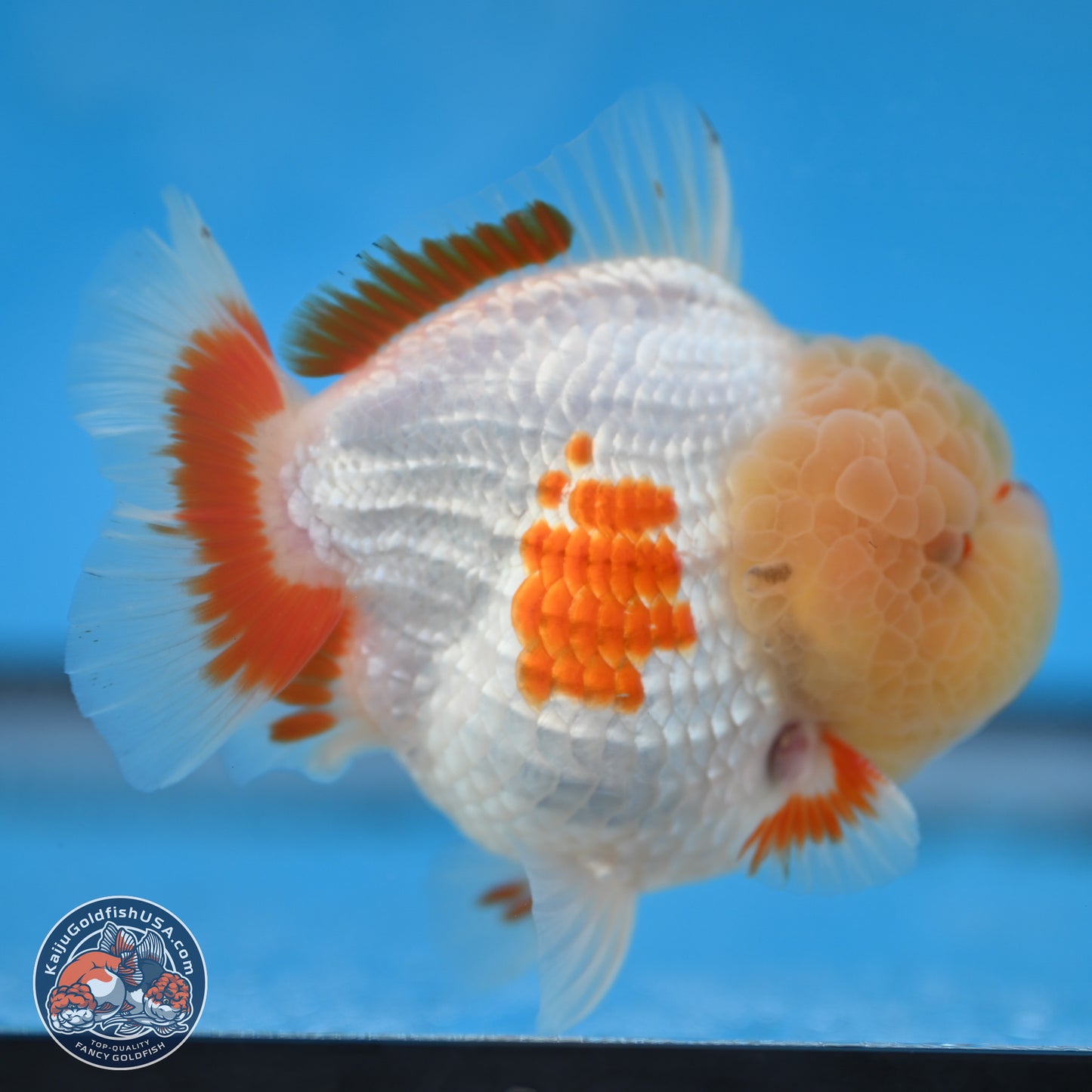 Jade Head Red White YuanBao Oranda 3.75 inches Body - Male (250131_OR02)