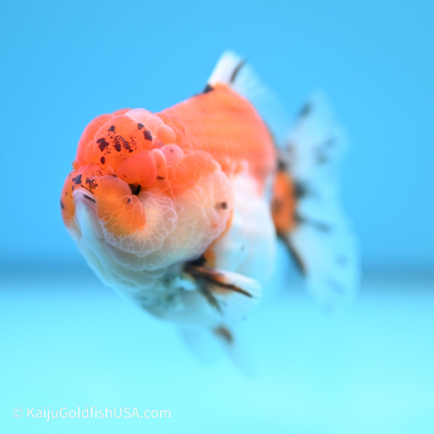 Tricolor Sakura YuanBao Oranda 3.5 inches (240517_OR02) - Kaiju Goldfish USA