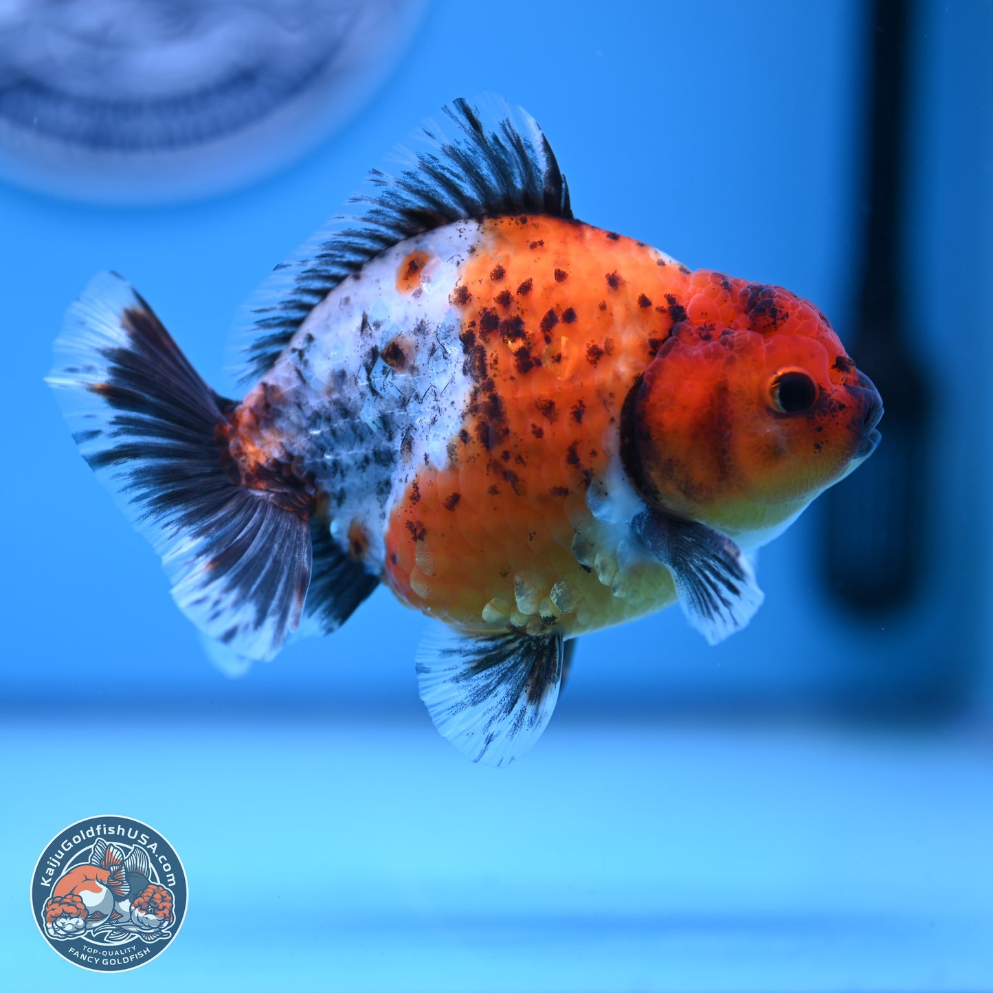 Shogun Calico Oranda 3.5-4.5 in (241011_OR02) - Kaiju Goldfish USA