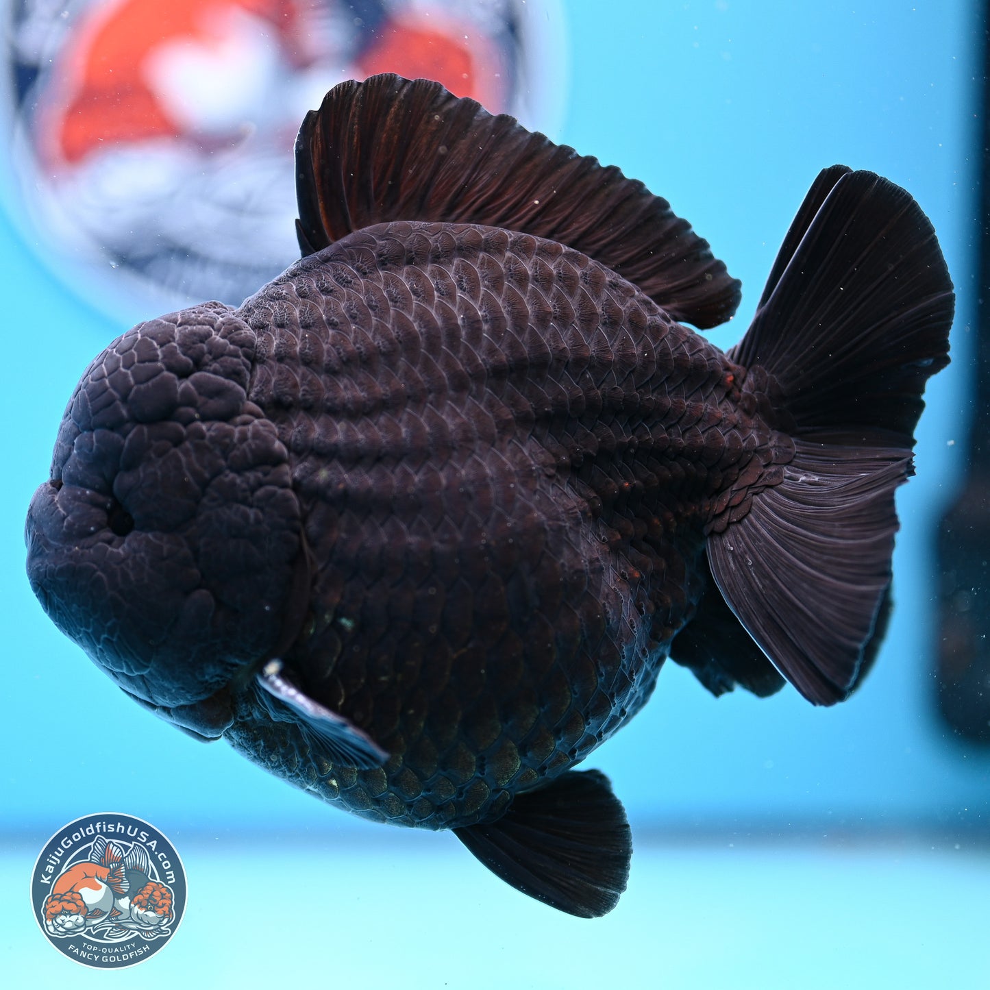 Jumbo Shogun Godzilla Jet Black Oranda 5in Body (240823_OR2) - Overnight shipping only - Kaiju Goldfish USA