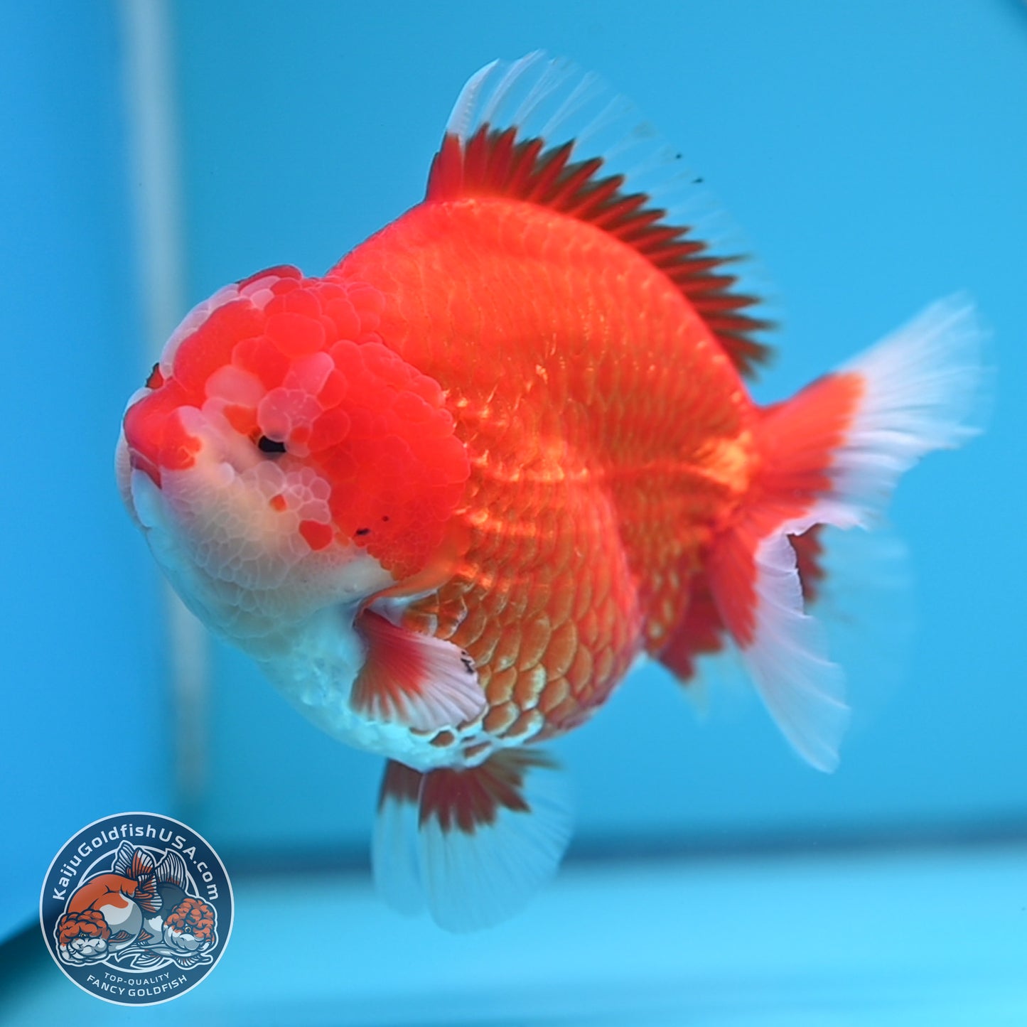Red White Oranda 3.8 inches Body (250530_OR02)