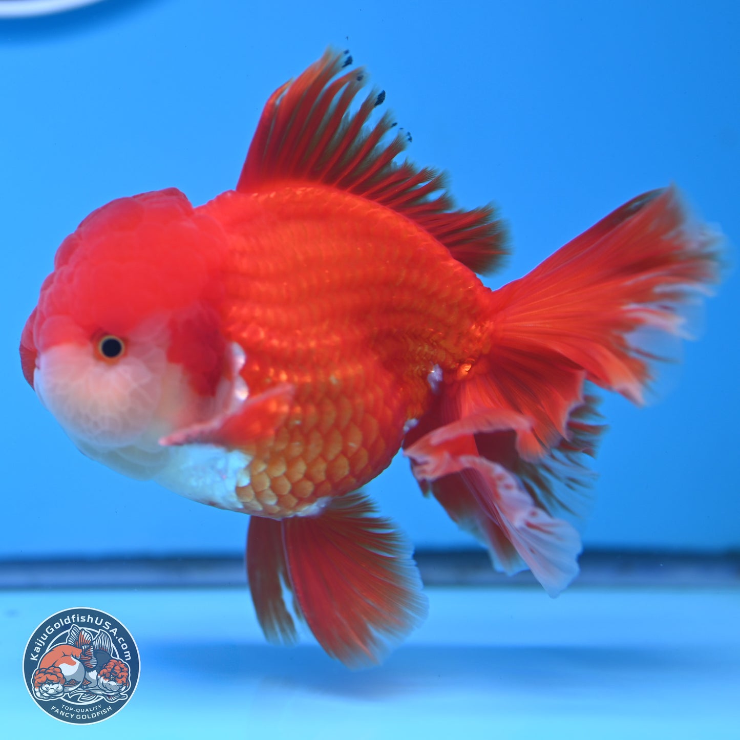 Red White Rose Tail Oranda 3.8 inches Body - Male (250314_OR02)