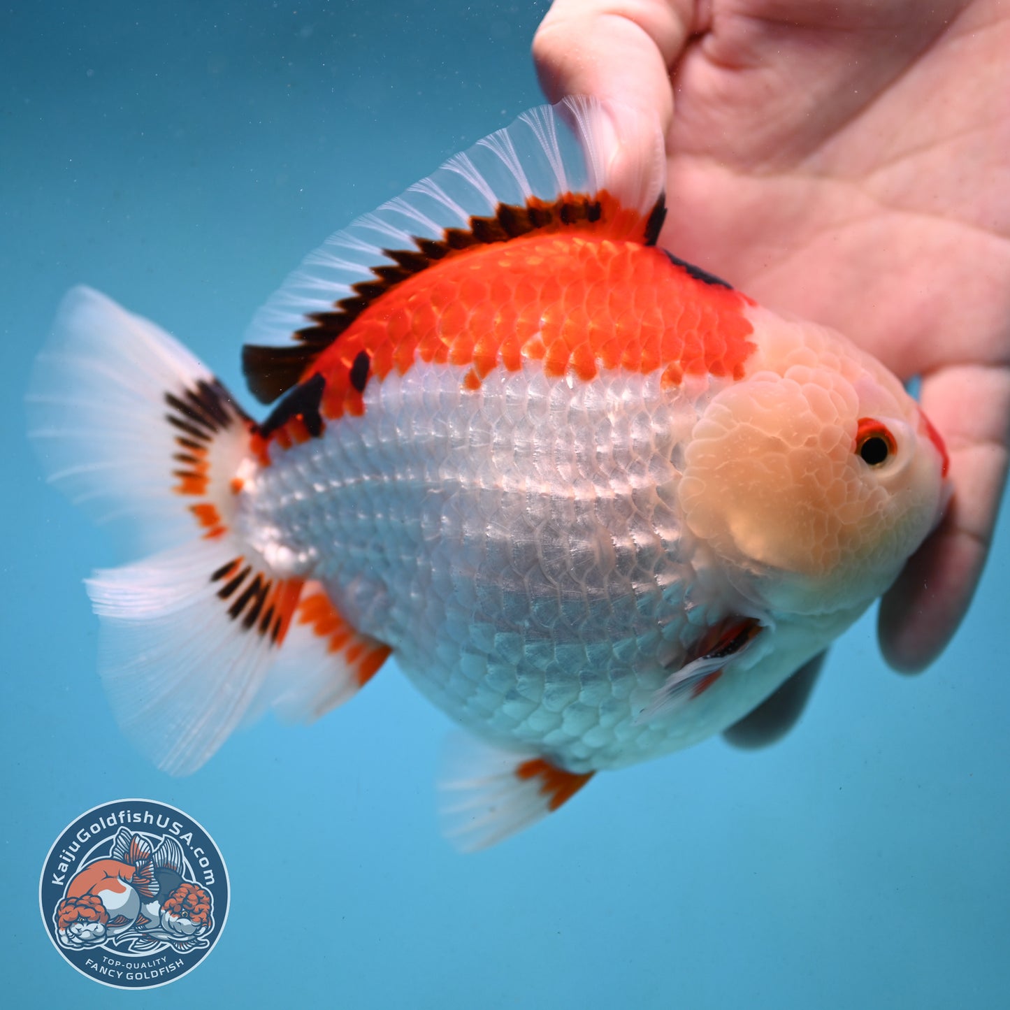 Jumbo Tricolor Oranda 5 inch Body (251003_OR02)