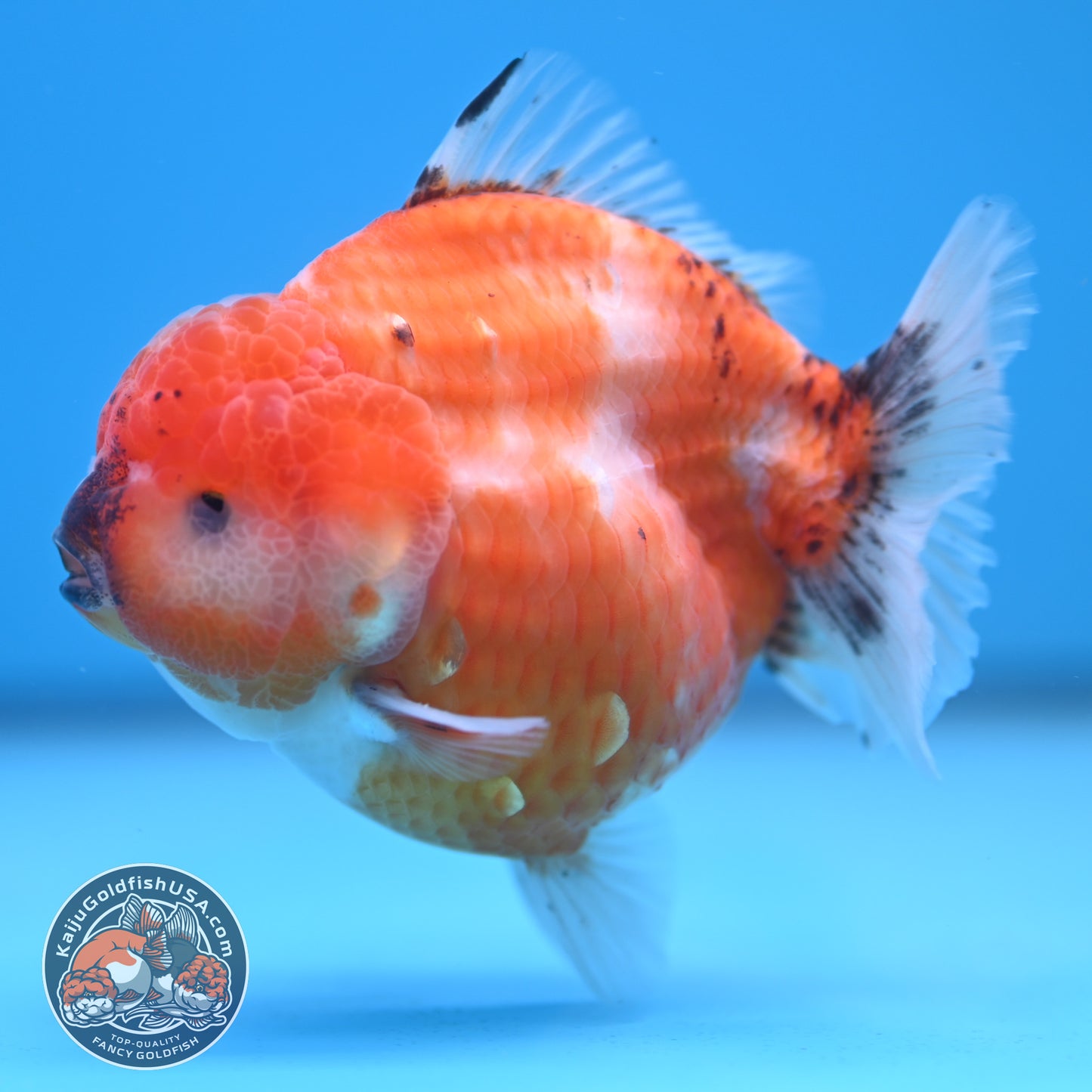 Shogun Tricolor Sakura Oranda 3.5 inches Body (250606_OR02)