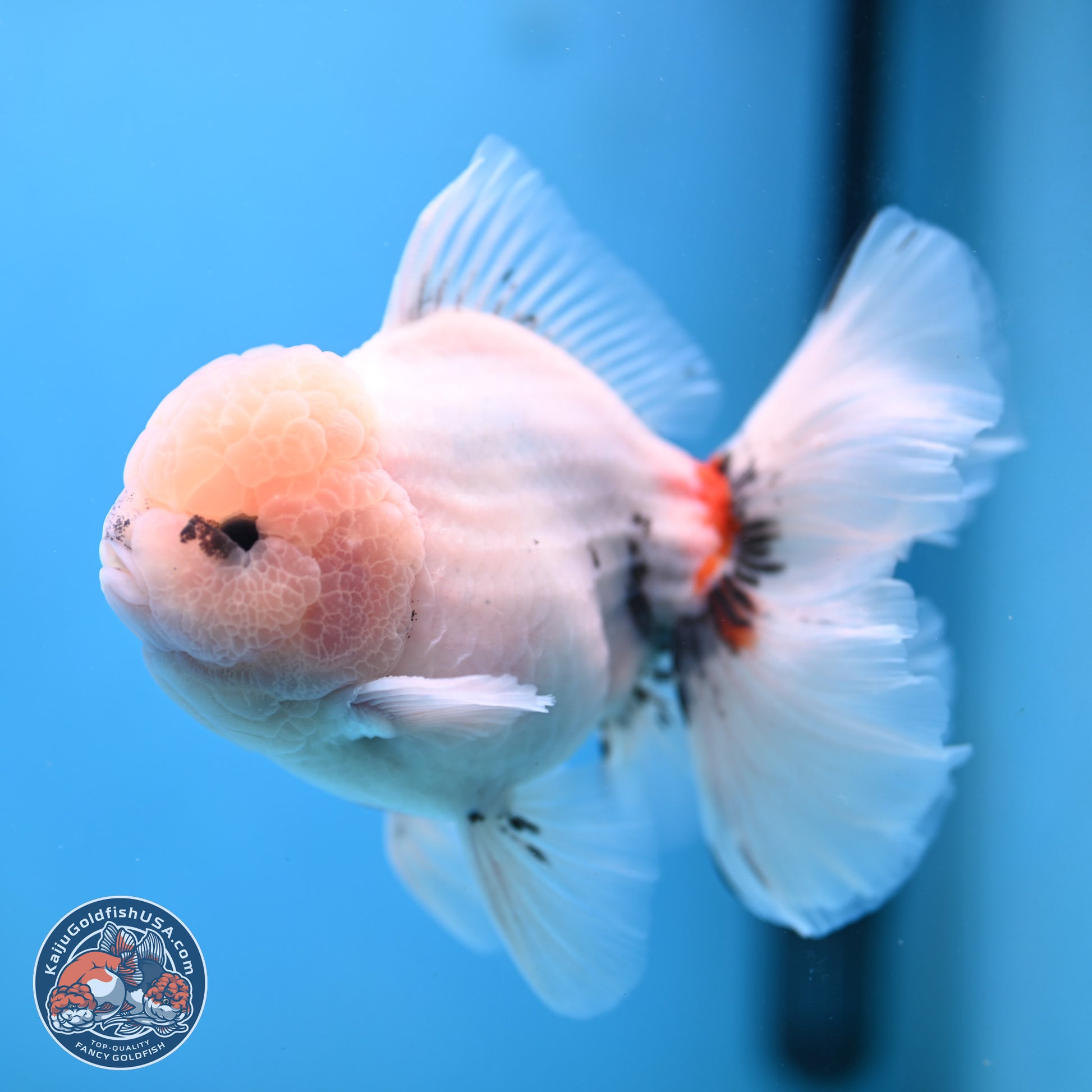 Calico Rose Tail Oranda 6 inches - Male (241115_OR02) - Kaiju Goldfish USA