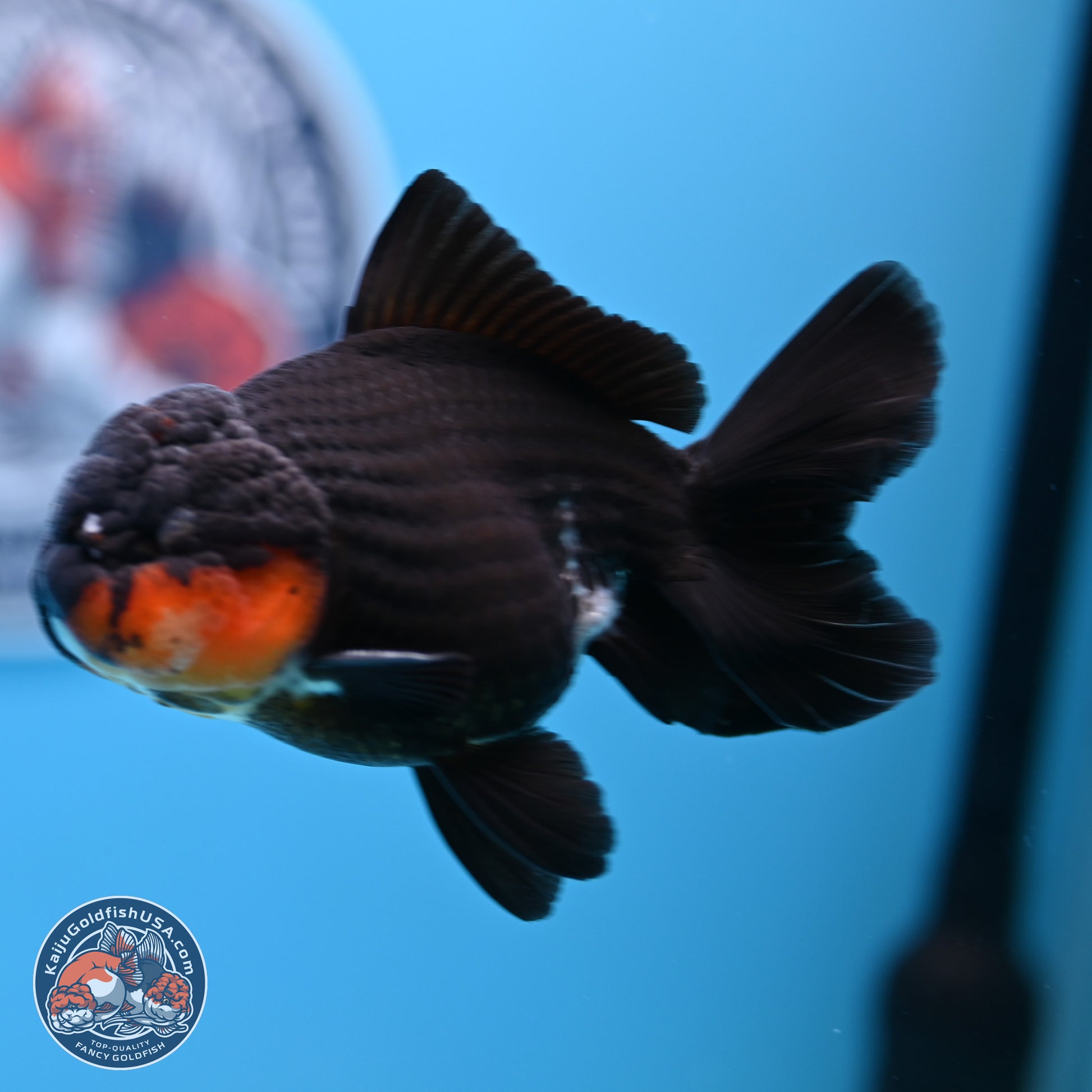 Tricolor Oranda 3.5in body (240809_OR02) - Kaiju Goldfish USA