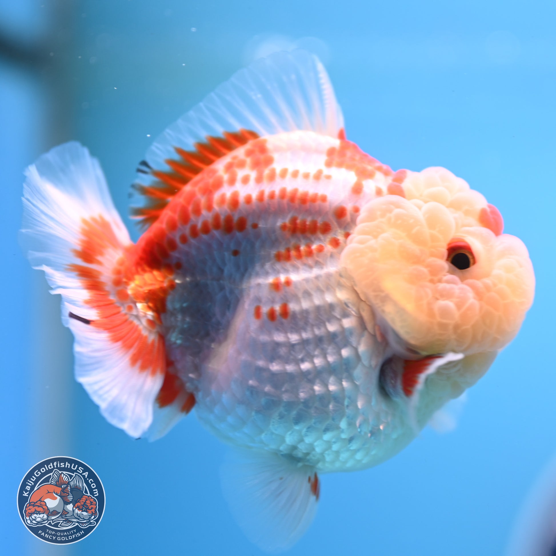 Deer Spot Red White YuanBao Oranda 3.25 inches Body - Male (241227_OR02) - Kaiju Goldfish USA