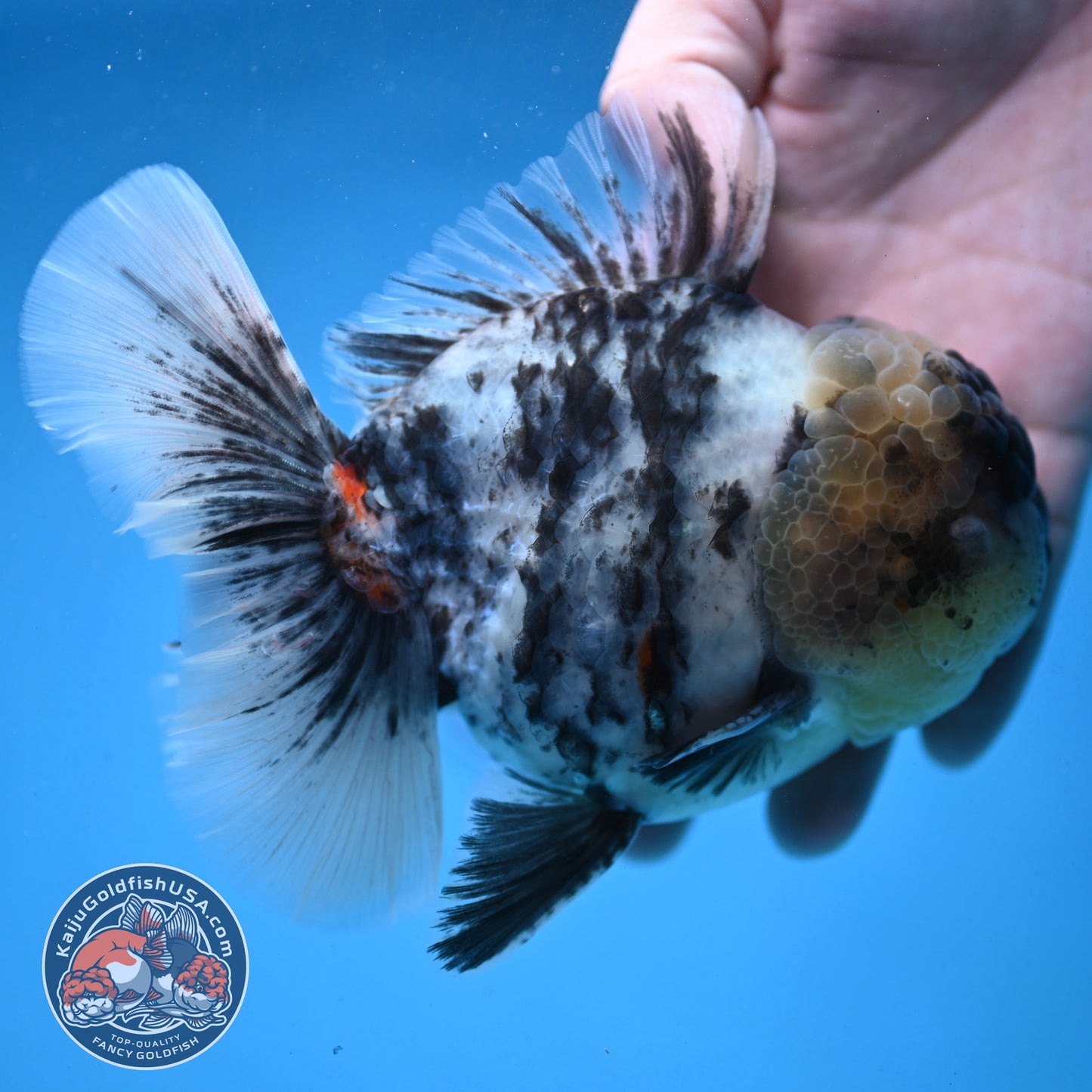 White Tiger Oranda 4 inch Body (250926_OR02)