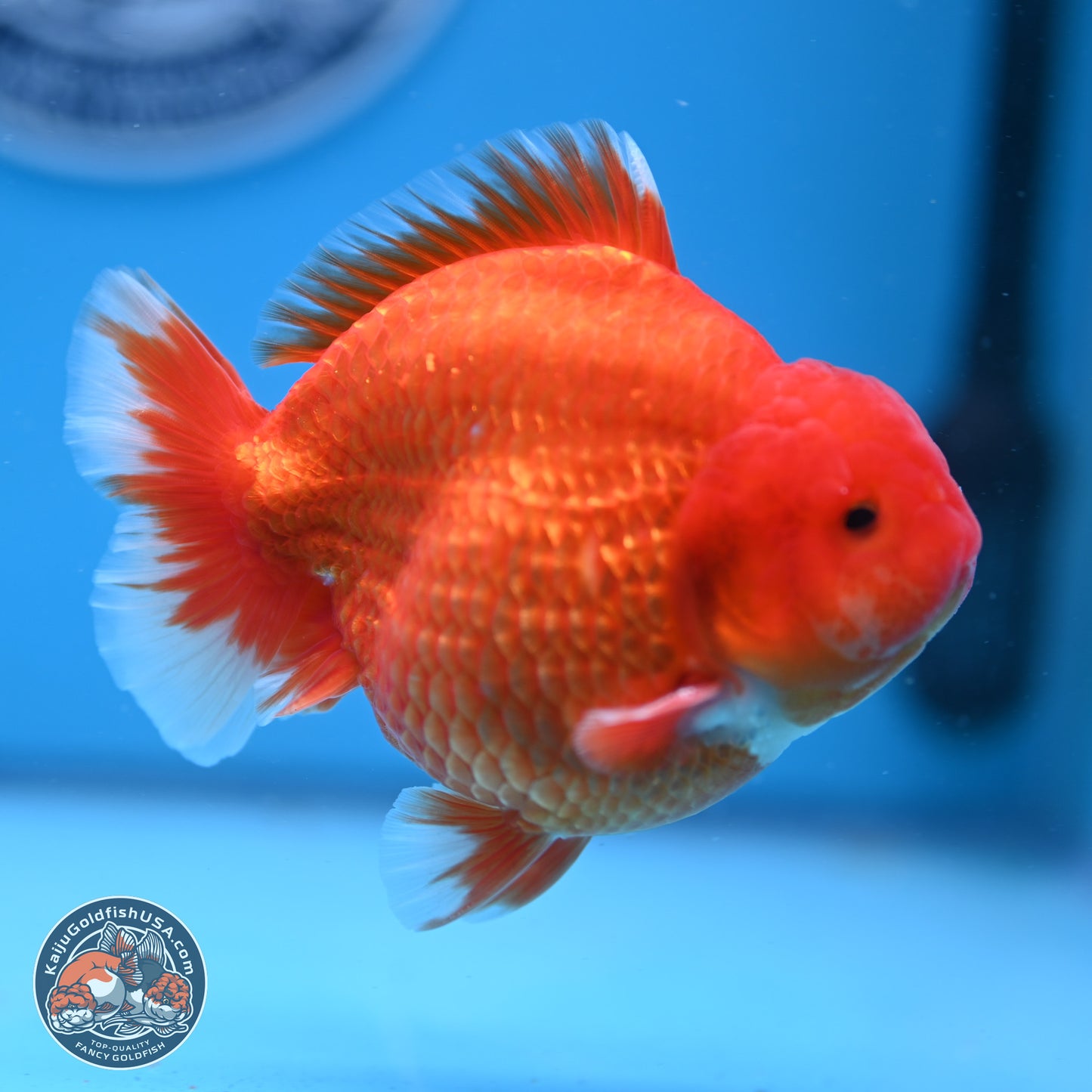 Classic Red YuanBao Oranda 4-5 inches (240920_OR02) - Kaiju Goldfish USA