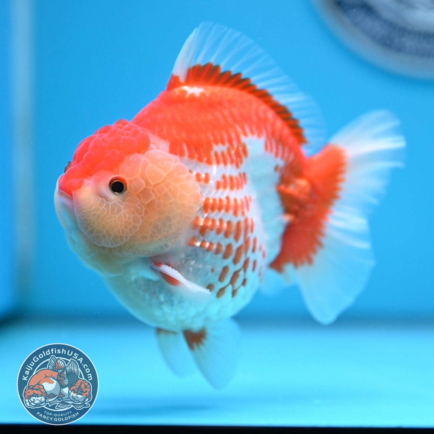 Deer Spot Red White Oranda 4 inches Body (250523_OR02)