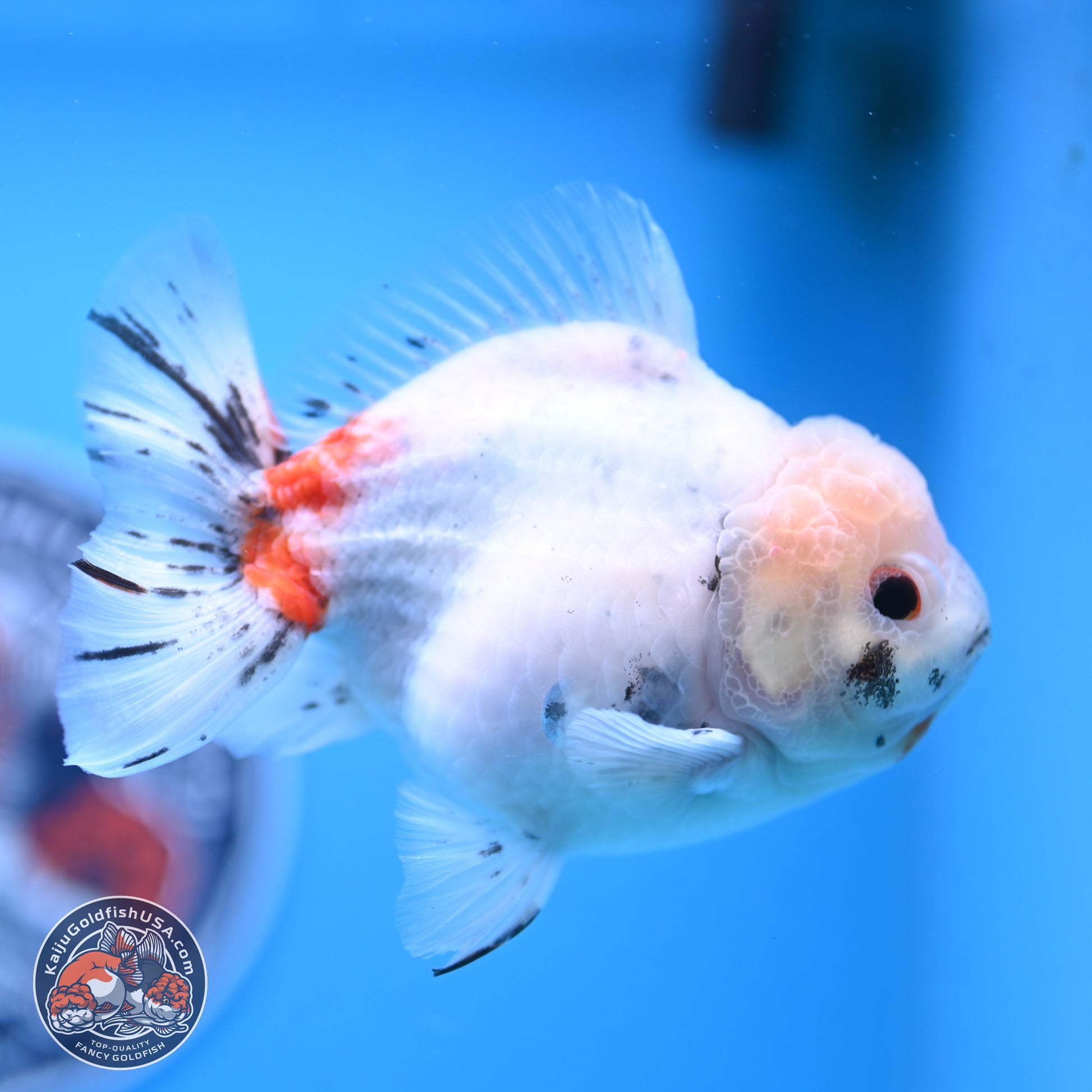 Tricolor Sakura Oranda 4.5 inches Body - Male (250117_OR02) - Kaiju Goldfish USA