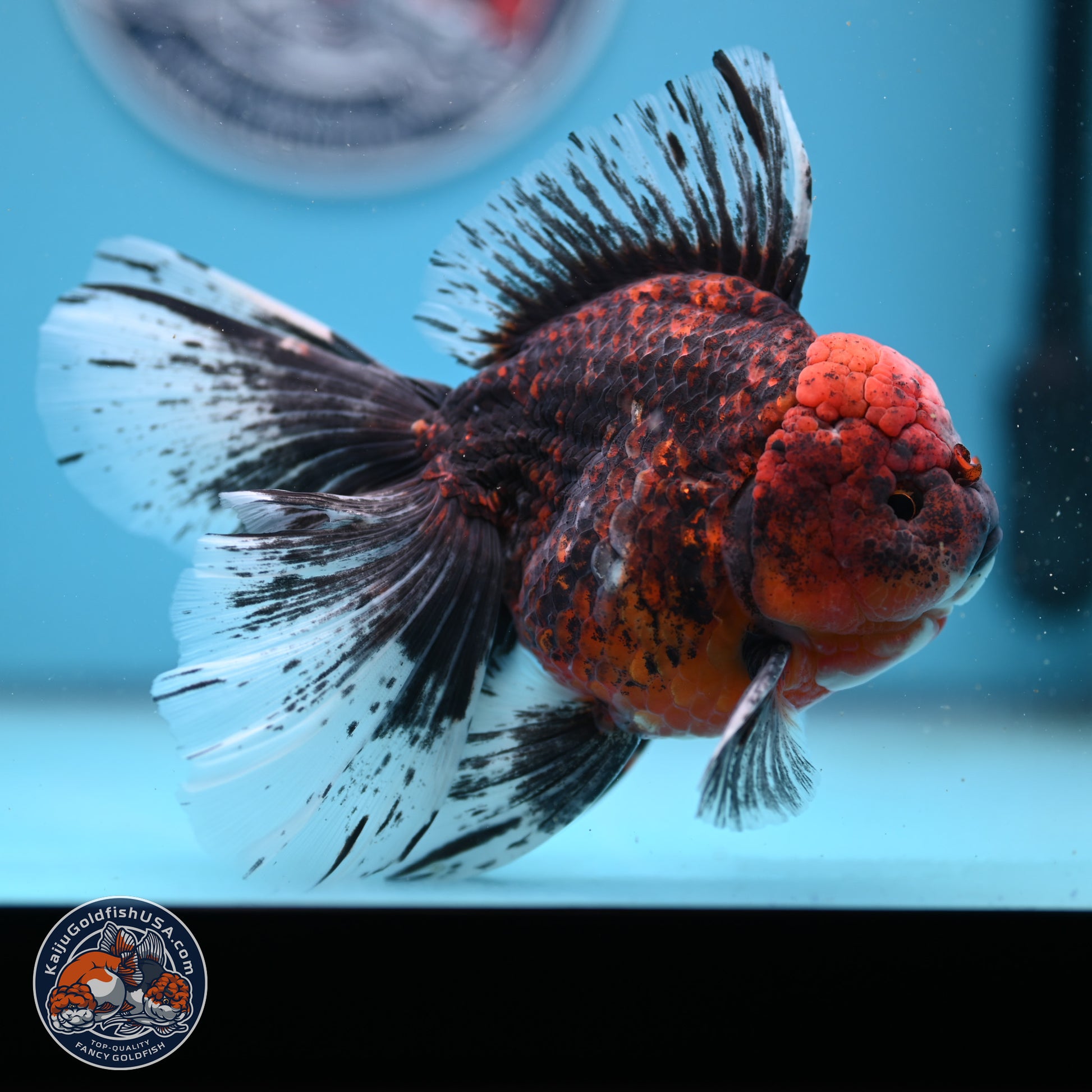 Red Kirin Rose Tail Oranda 6.5 inches - Male (241206_OR02) - Kaiju Goldfish USA