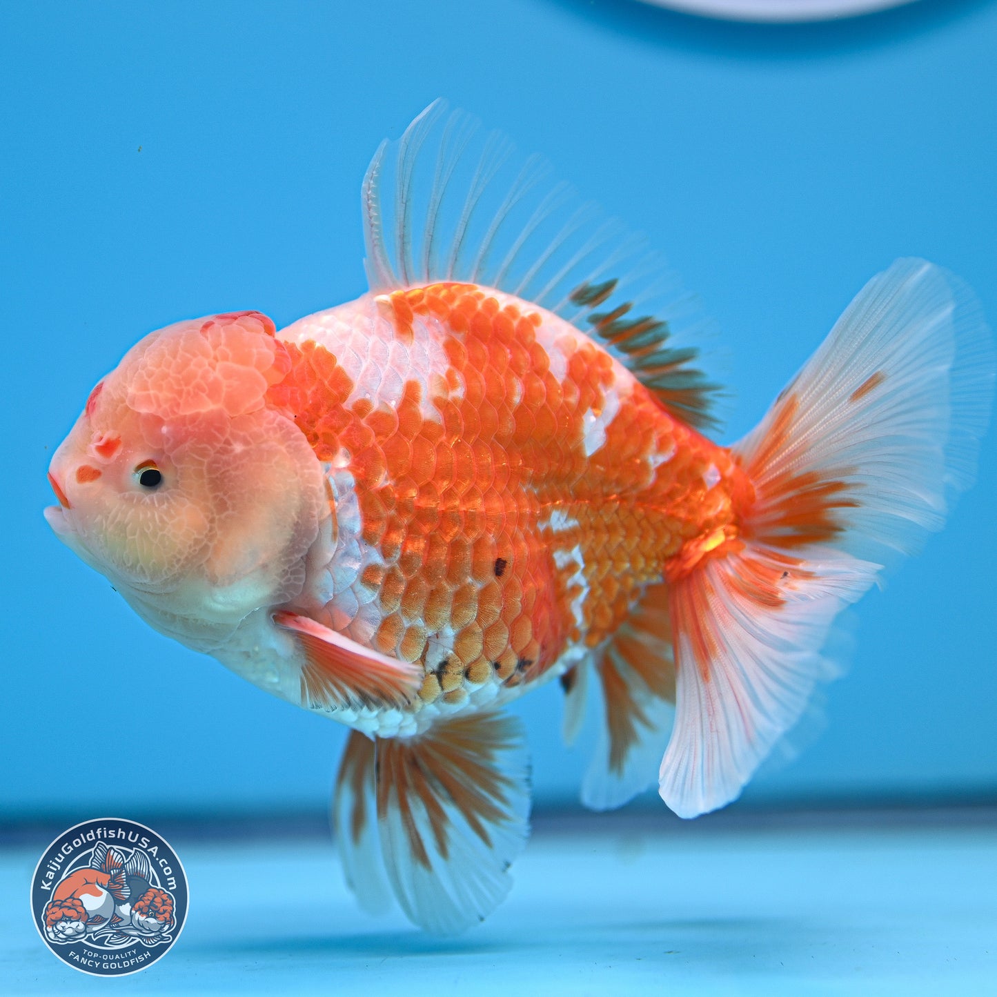 Red White Rose Tail Oranda 5 inches - Male (241129_OR02) - Kaiju Goldfish USA