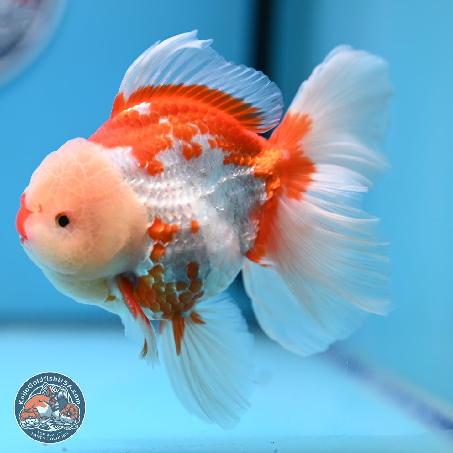 Red White Rose Tail Oranda 4-6 inches (240906_OR02) - Kaiju Goldfish USA