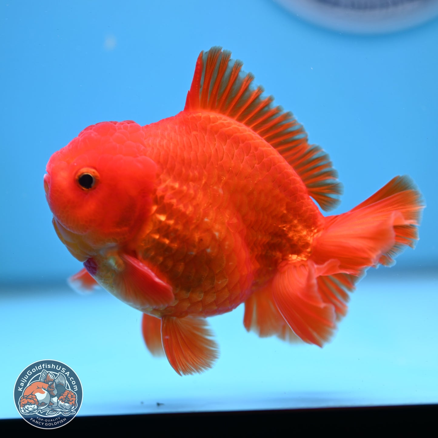 Classic Red YuanBao Oranda 4 inches Body - Male (250307_OR02)