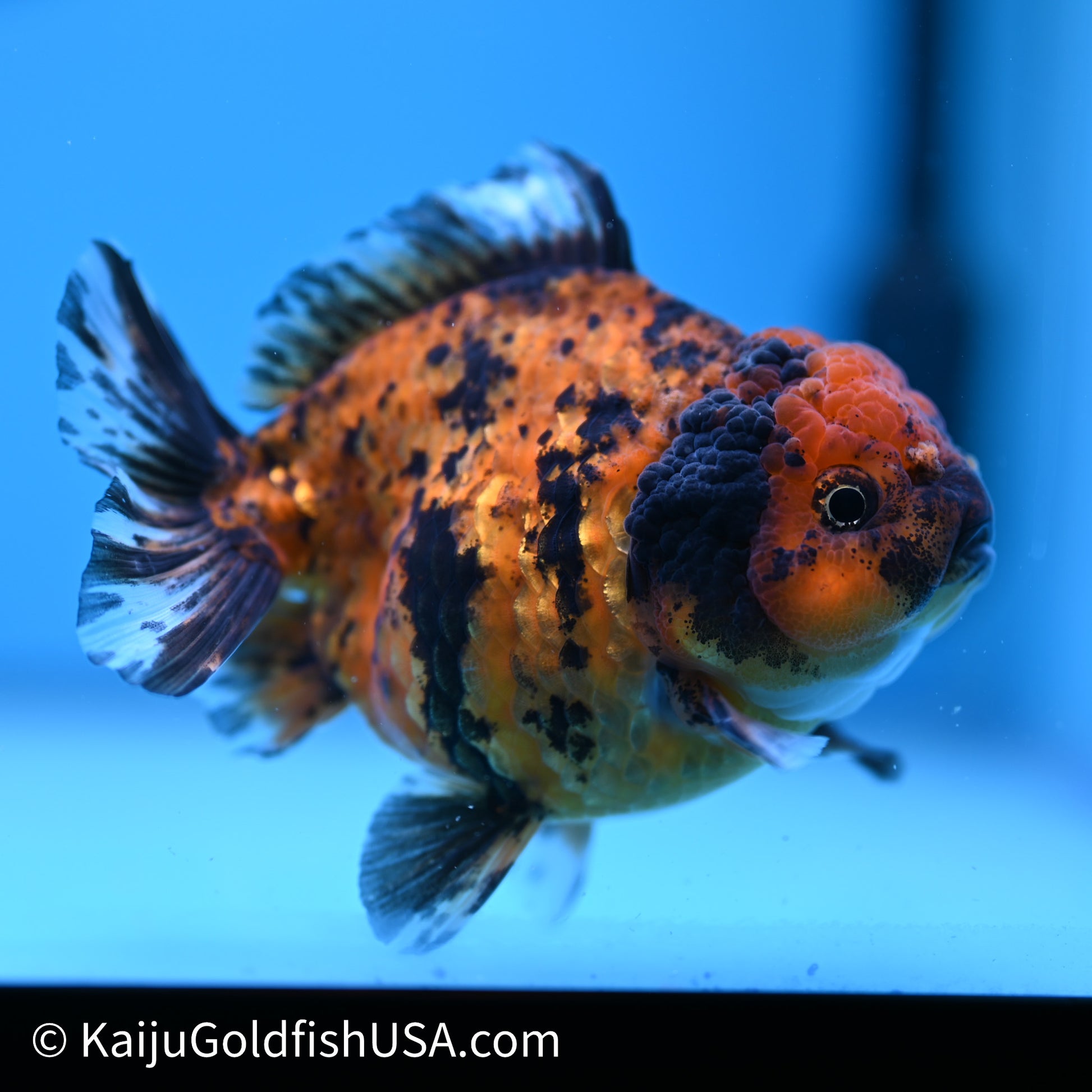 Shogun Godzilla Tiger Oranda 3.75in Body (240614_OR02) - Kaiju Goldfish USA