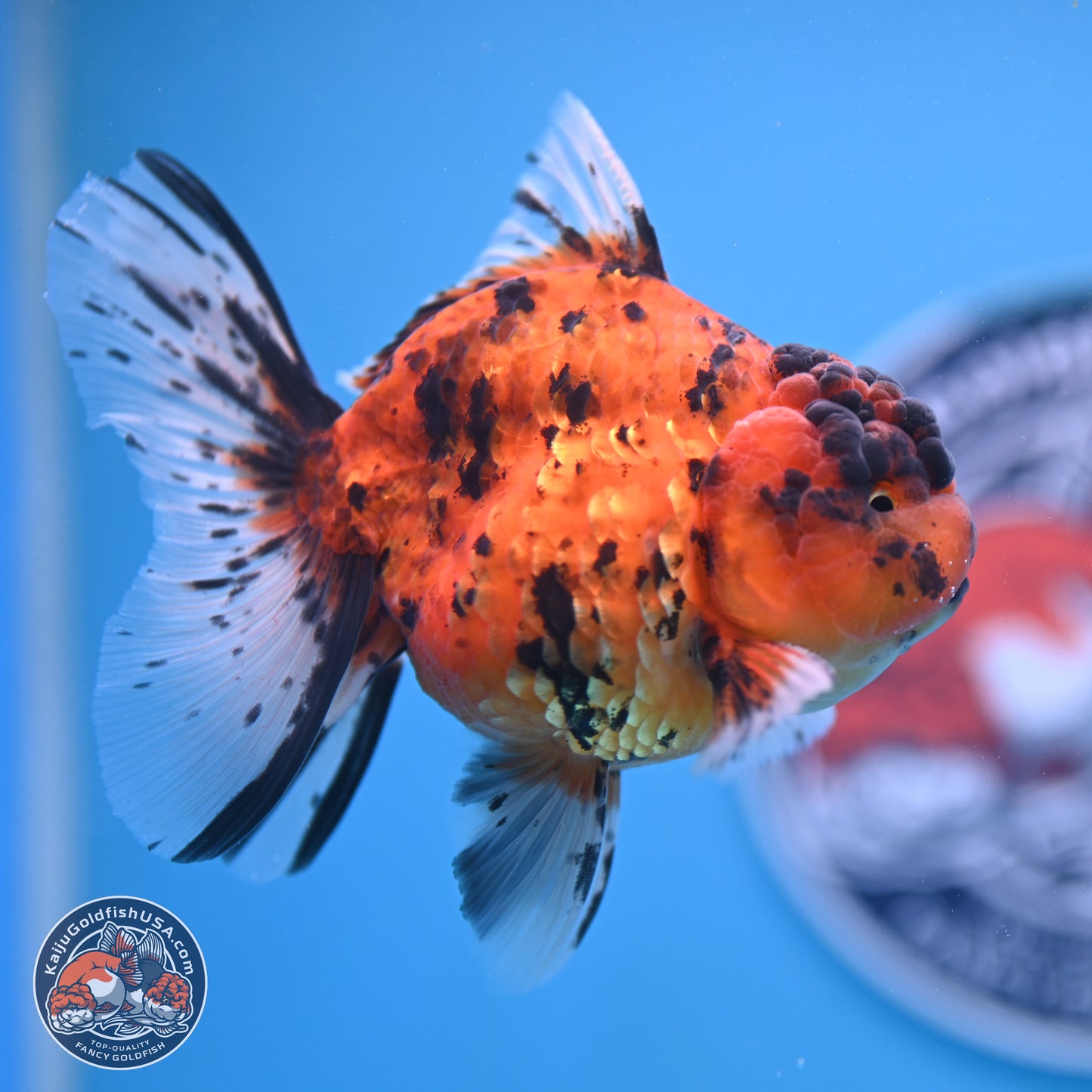 Shogun Tiger Rose Tail Oranda 3.5in Body (240802_OR02) - Kaiju Goldfish USA