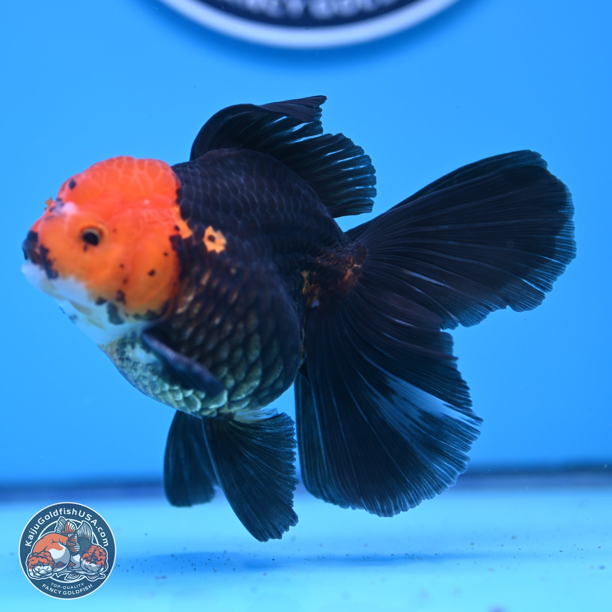 Apache Rose Tail Oranda 3.25in Body (240830_OR02) - Kaiju Goldfish USA