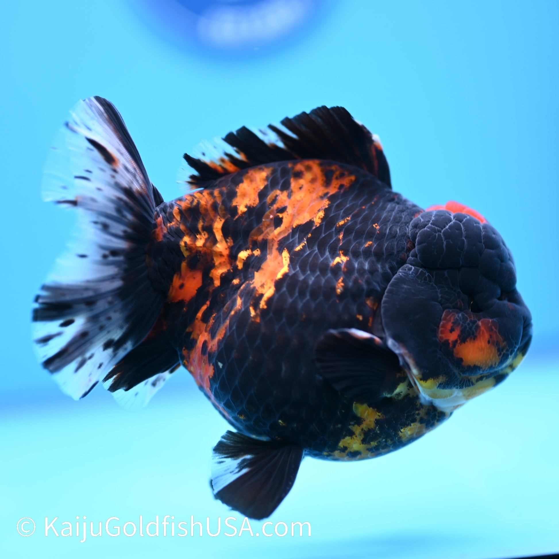 Heavy Ink Tiger YuanBao Oranda 4.5-5 inches (240308_OR02) - Kaiju Goldfish USA