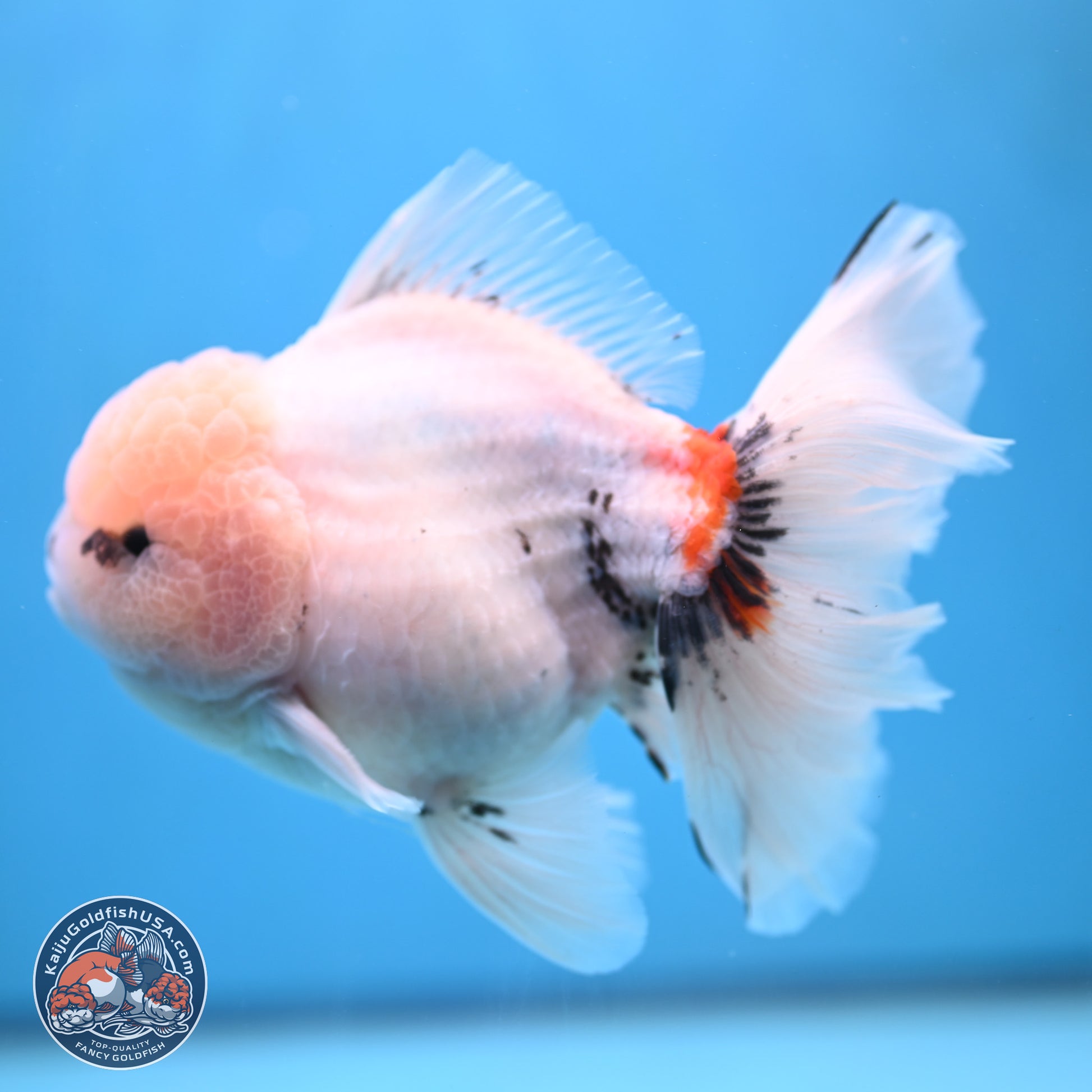 Calico Rose Tail Oranda 6 inches - Male (241115_OR02) - Kaiju Goldfish USA