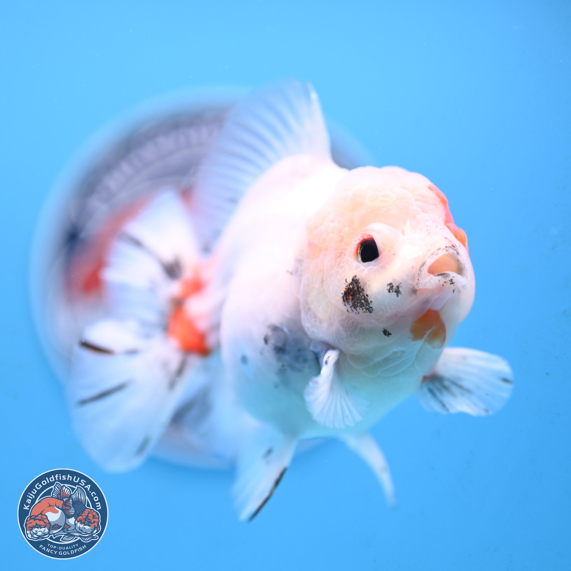 Tricolor Sakura Oranda 4.5 inches Body - Male (250117_OR02) - Kaiju Goldfish USA