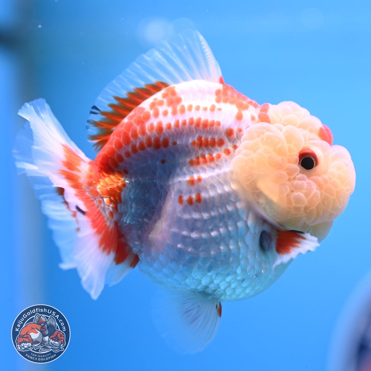 Deer Spot Red White YuanBao Oranda 3.25 inches Body - Male (241227_OR02) - Kaiju Goldfish USA