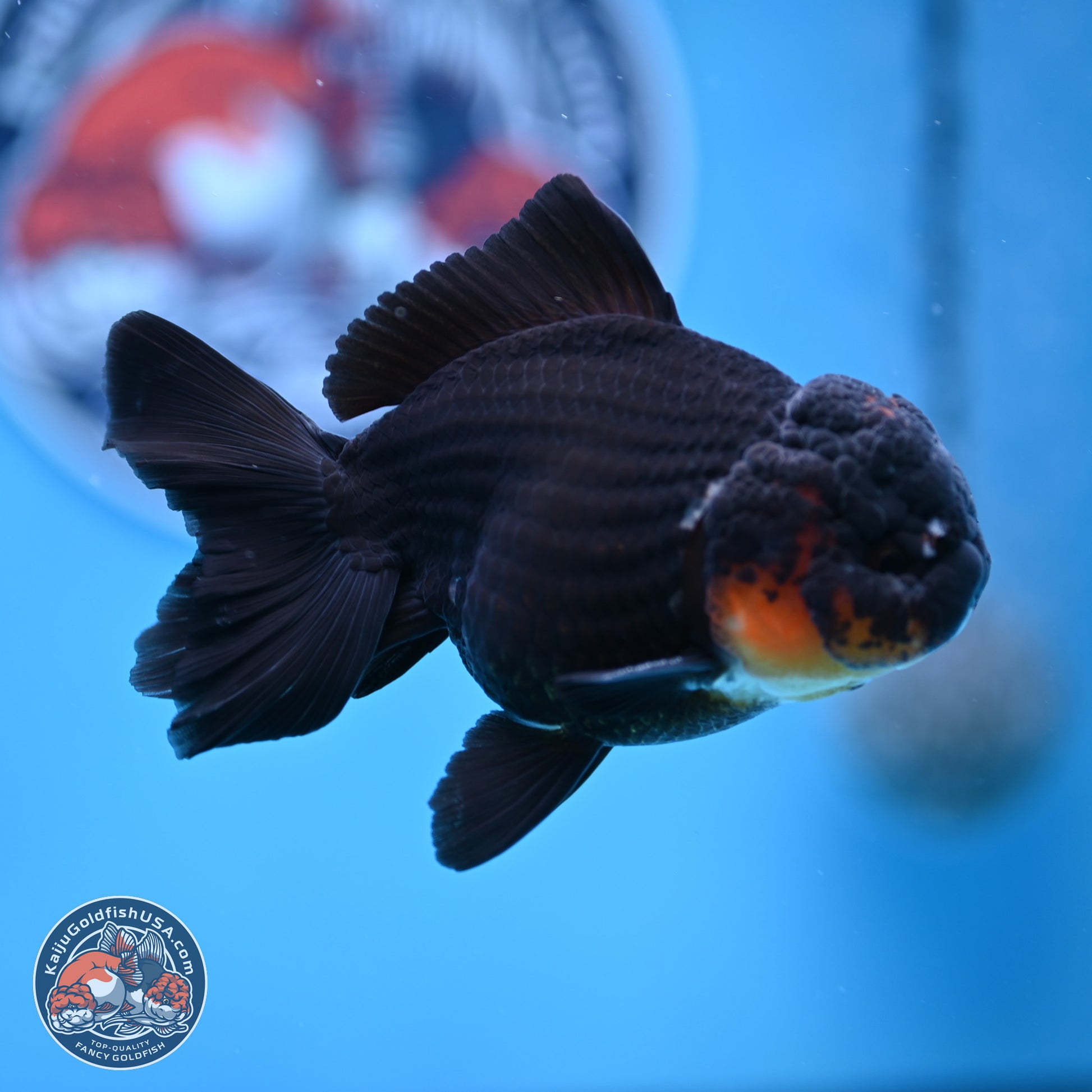 Tricolor Oranda 3.5in body (240809_OR02) - Kaiju Goldfish USA