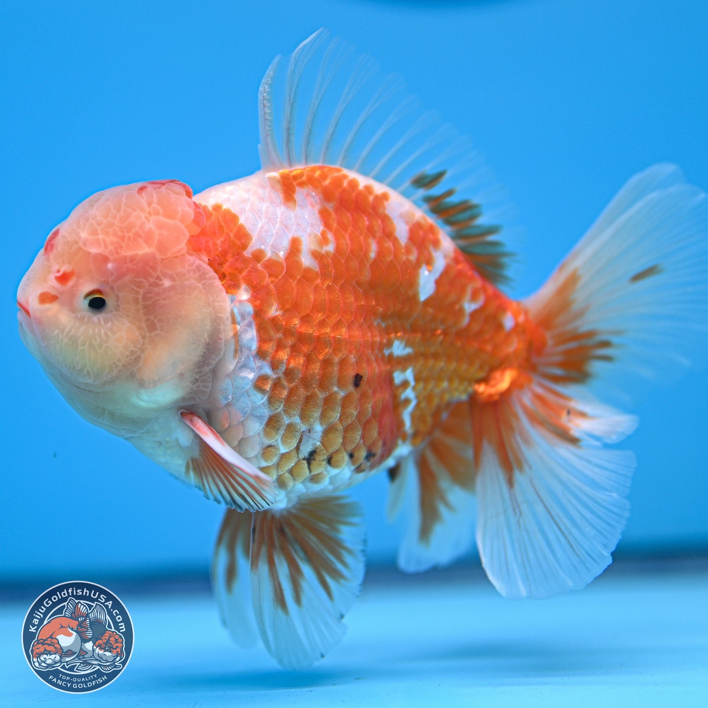 Red White Rose Tail Oranda 5 inches - Male (241129_OR02) - Kaiju Goldfish USA