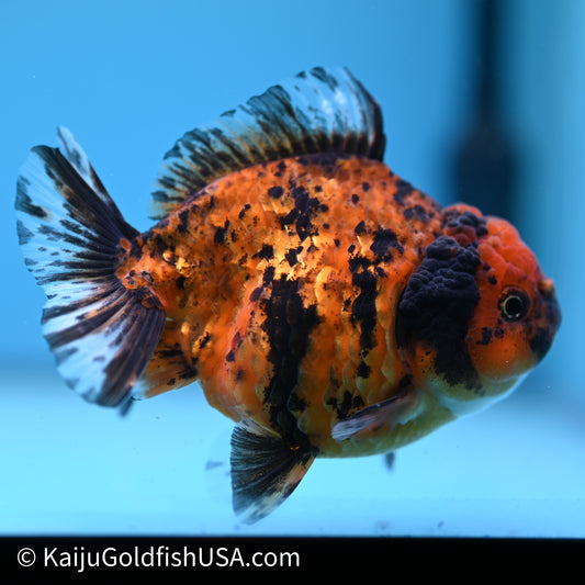 Shogun Godzilla Tiger Oranda 3.75in Body (240614_OR02) - Kaiju Goldfish USA