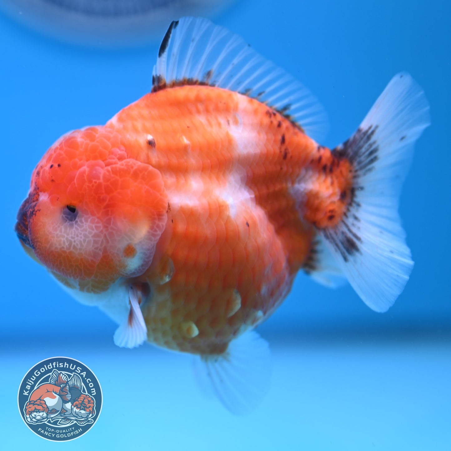 Shogun Tricolor Sakura Oranda 3.5 inches Body (250606_OR02)