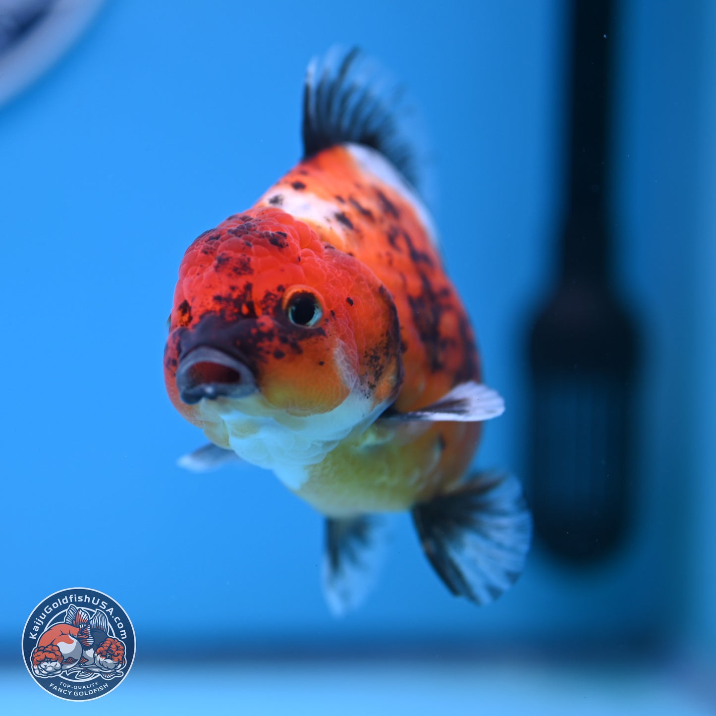 Shogun Calico Oranda 3.5-4.5 in (241011_OR02) - Kaiju Goldfish USA