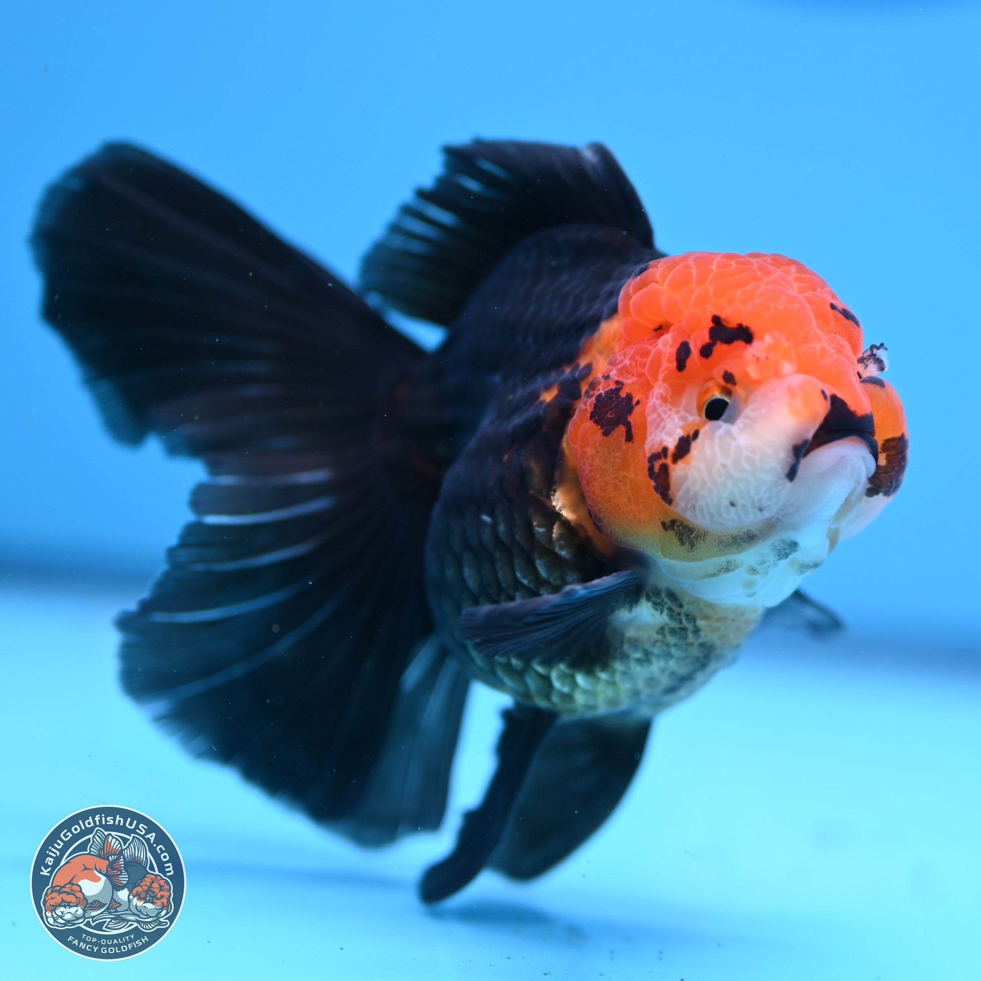 Apache Rose Tail Oranda 3.25in Body (240830_OR02) - Kaiju Goldfish USA