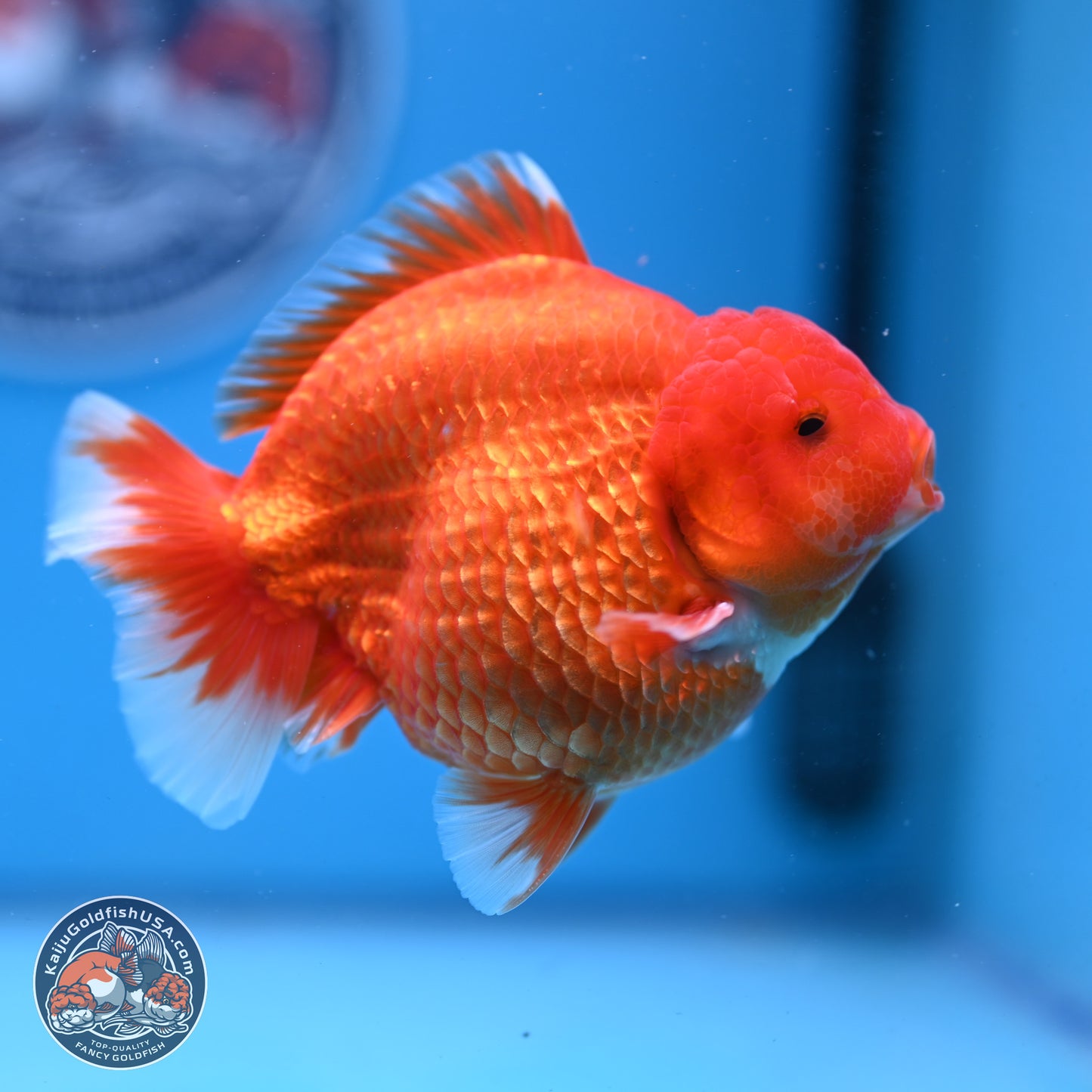 Classic Red YuanBao Oranda 4-5 inches (240920_OR02) - Kaiju Goldfish USA