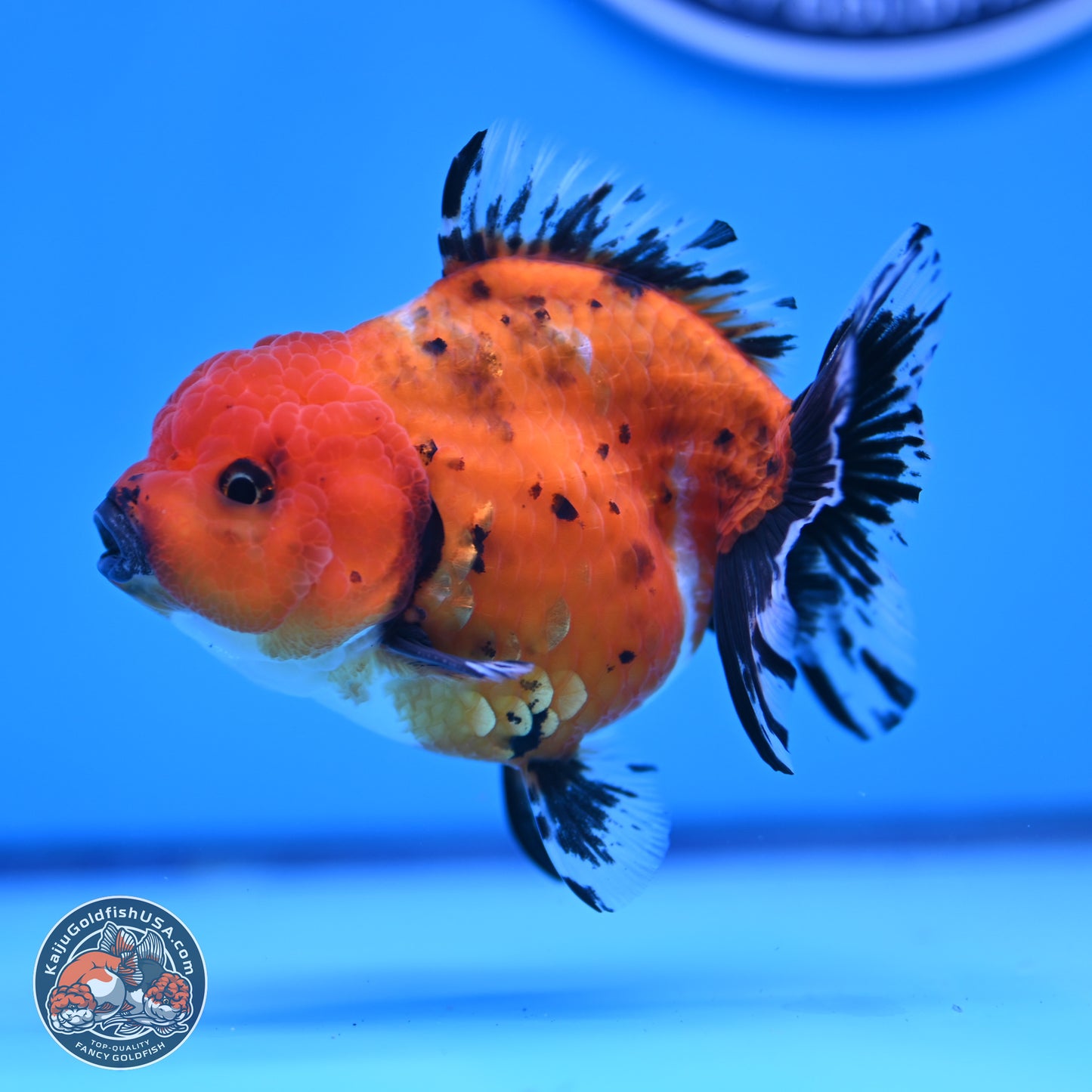 Shogun Tricolor Short Tail Oranda 3.5in Body (240816_OR02) - Kaiju Goldfish USA