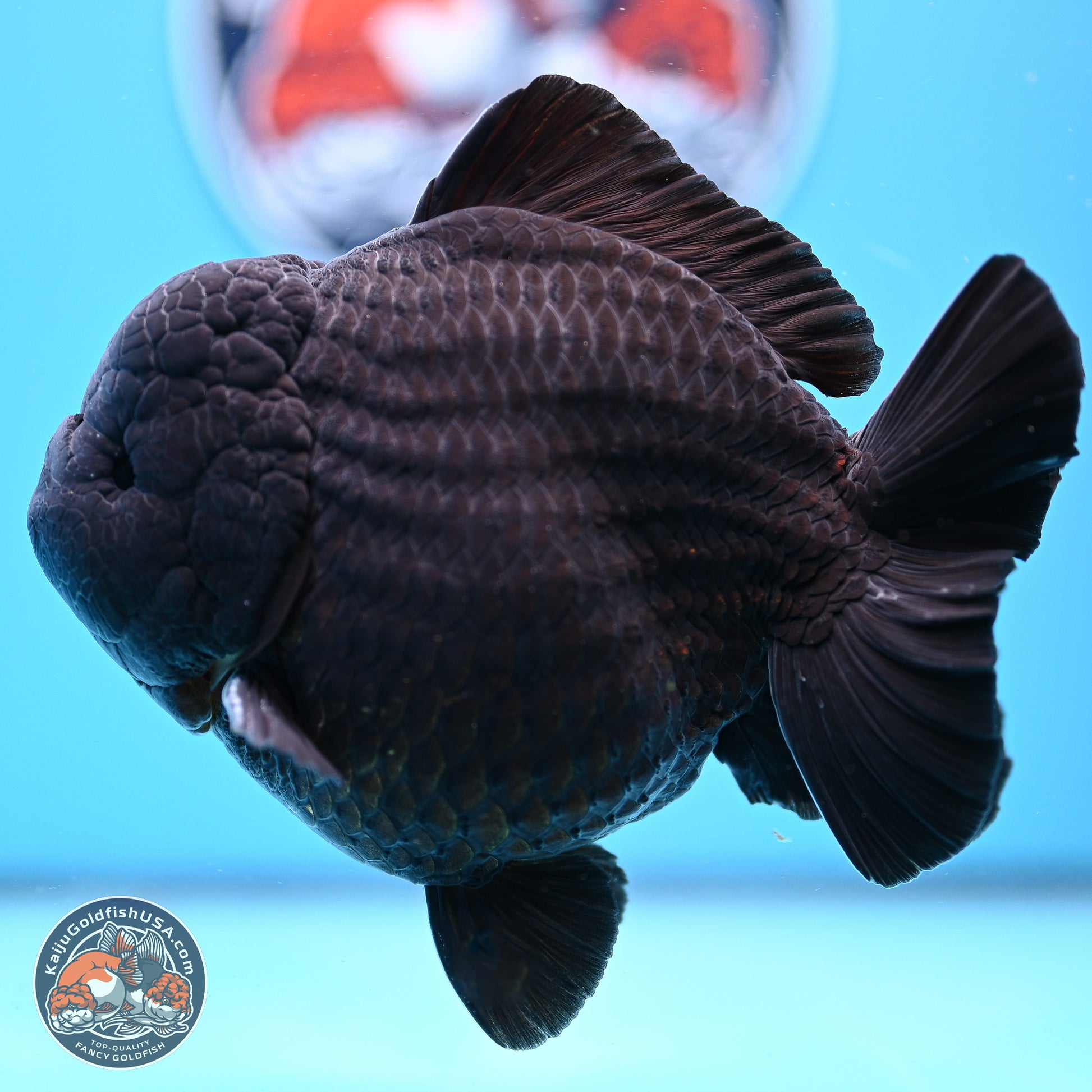 Jumbo Shogun Godzilla Jet Black Oranda 5in Body (240823_OR2) - Overnight shipping only - Kaiju Goldfish USA