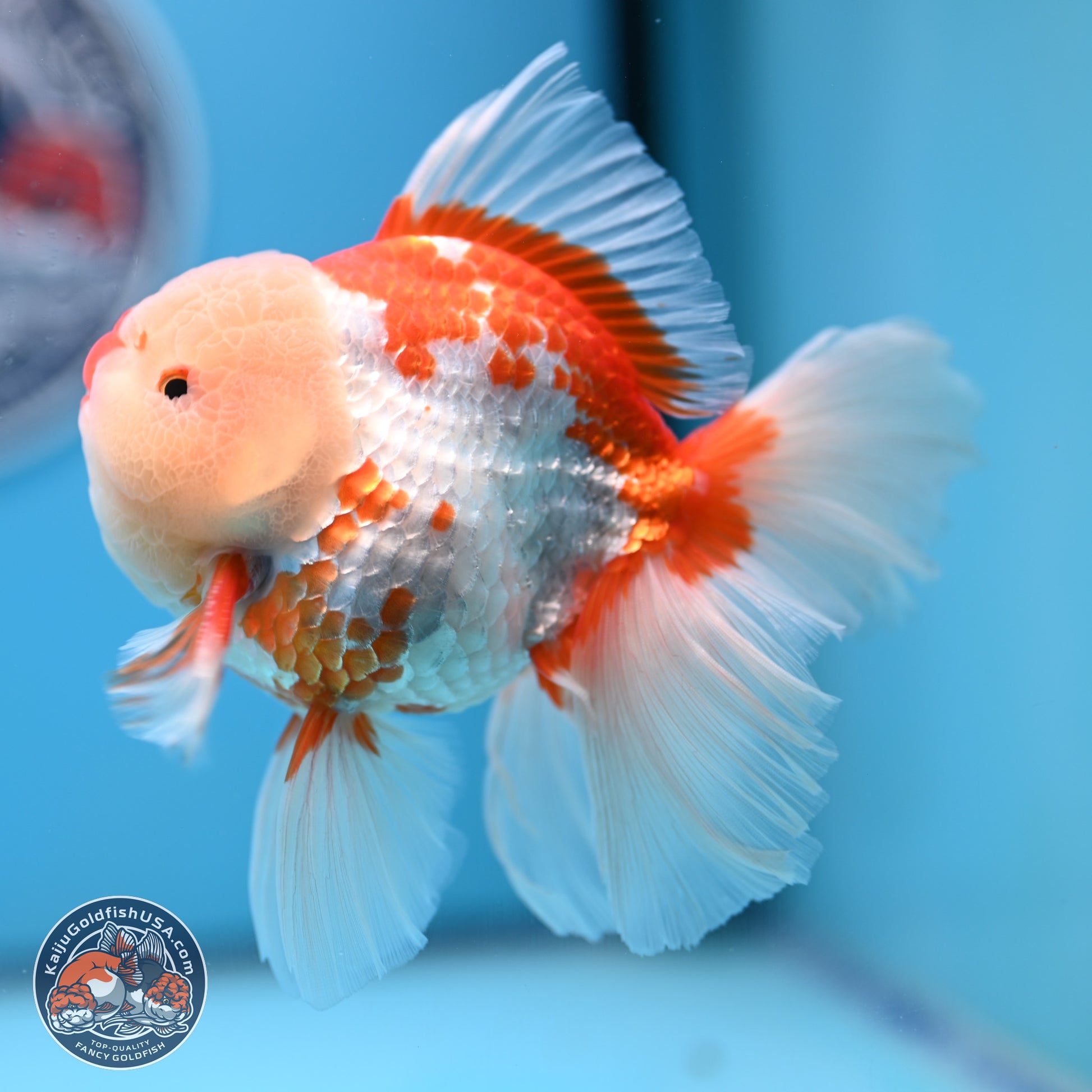 Red White Rose Tail Oranda 4-6 inches (240906_OR02) - Kaiju Goldfish USA