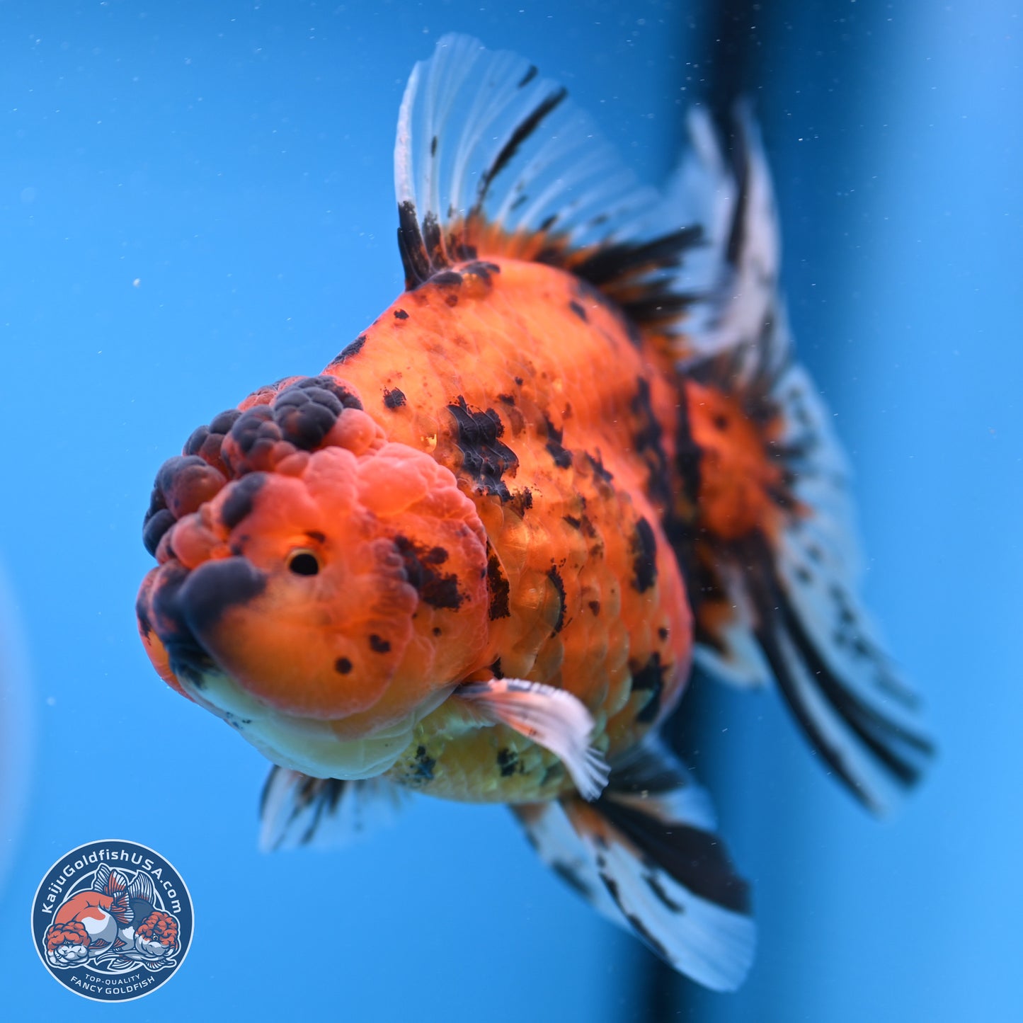 Shogun Tiger Rose Tail Oranda 3.5in Body (240802_OR02) - Kaiju Goldfish USA