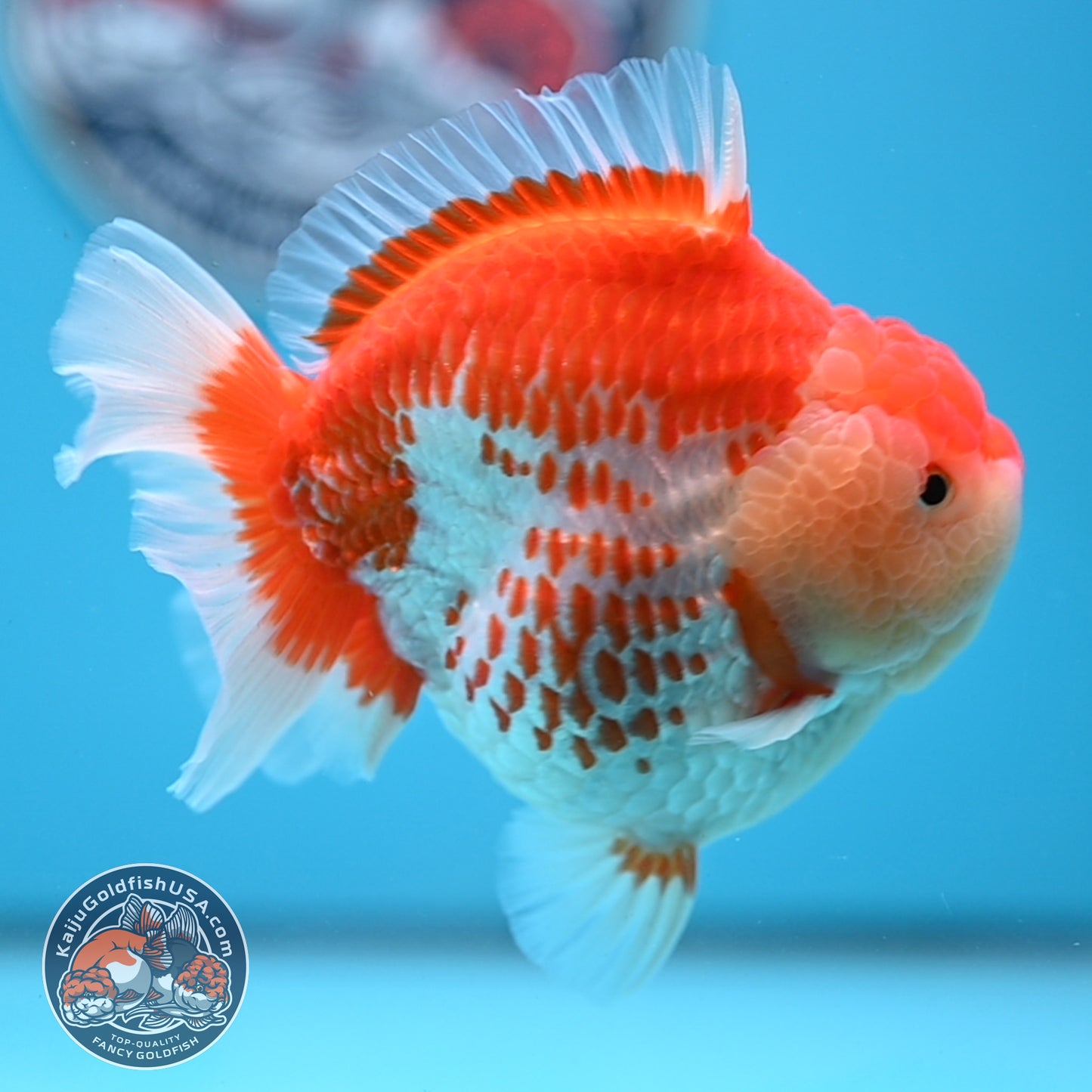 Deer Spot Red White Oranda 4 inches Body (250523_OR02)