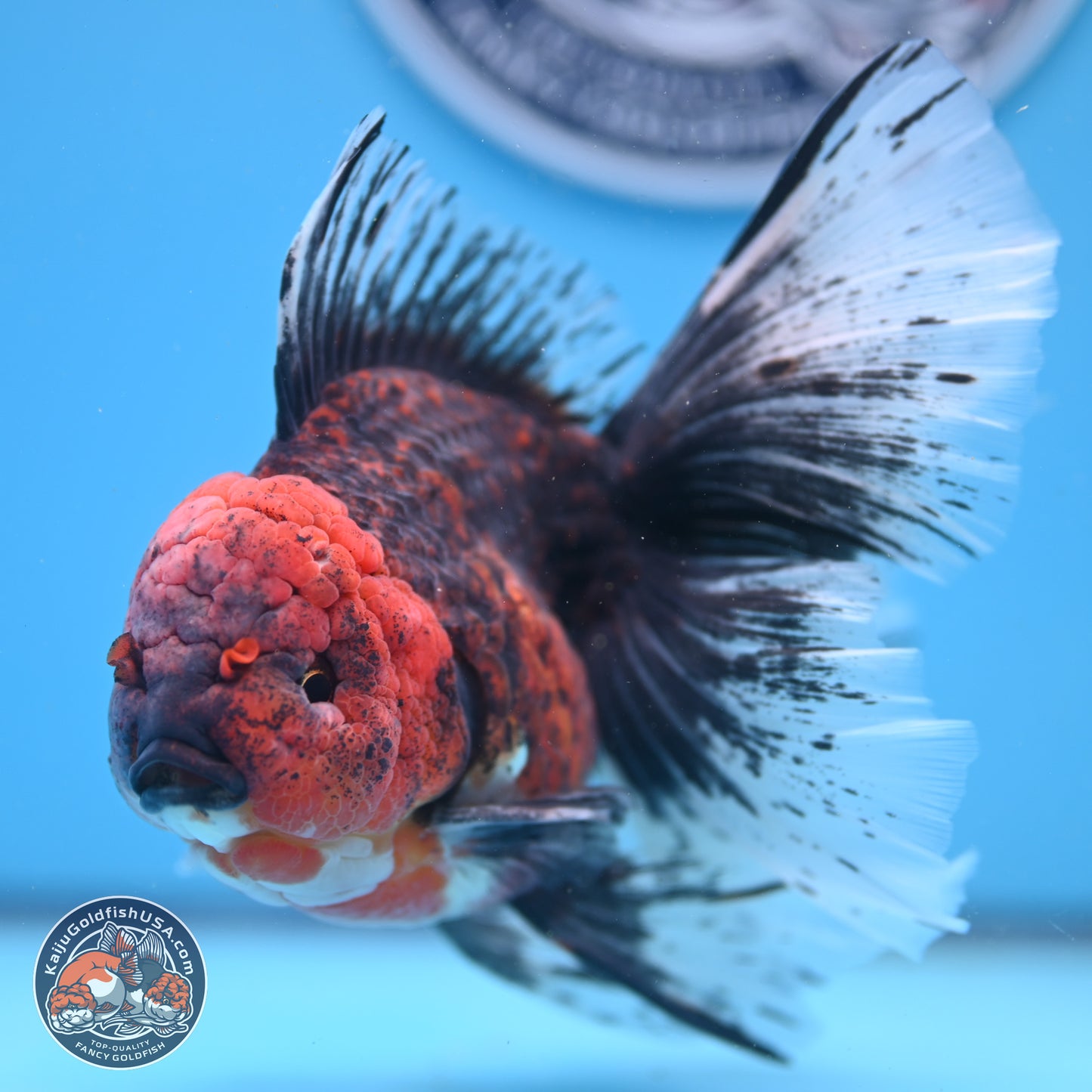 Red Kirin Rose Tail Oranda 6.5 inches - Male (241206_OR02) - Kaiju Goldfish USA