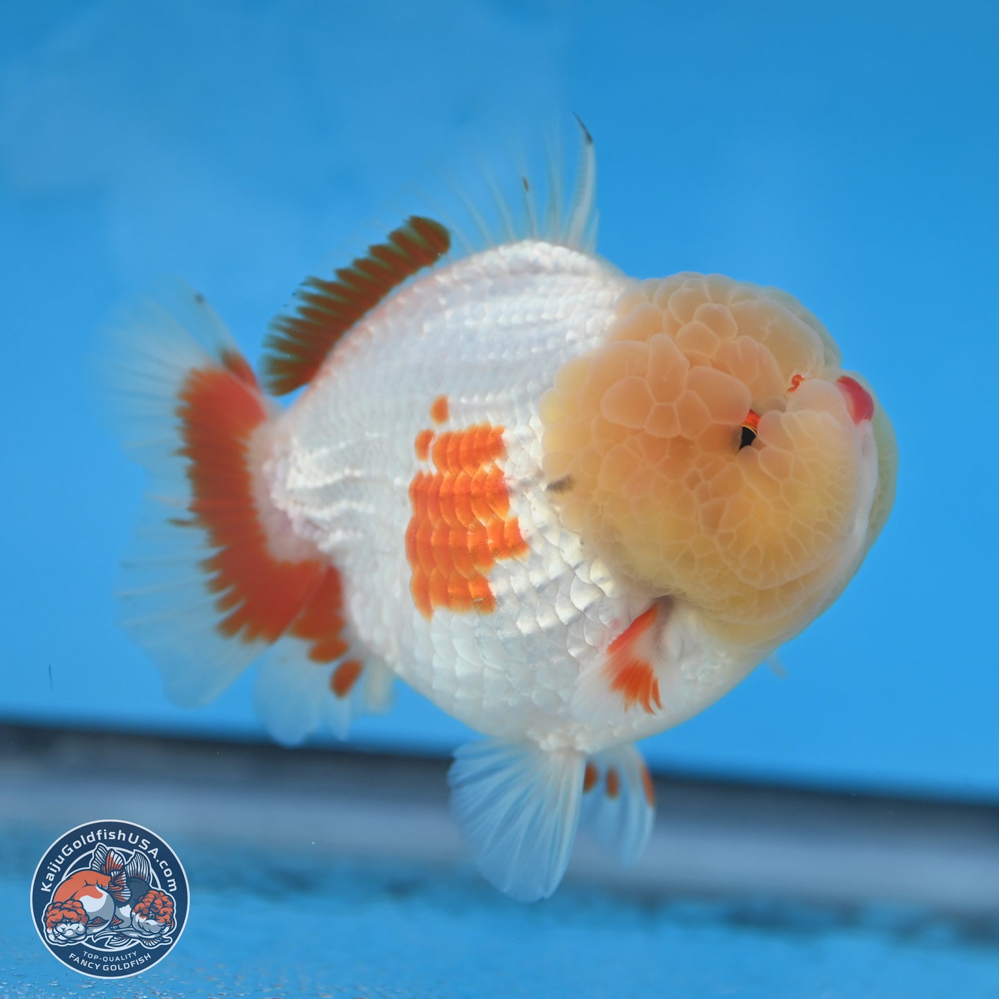 Jade Head Red White YuanBao Oranda 3.75 inches Body - Male (250131_OR02)