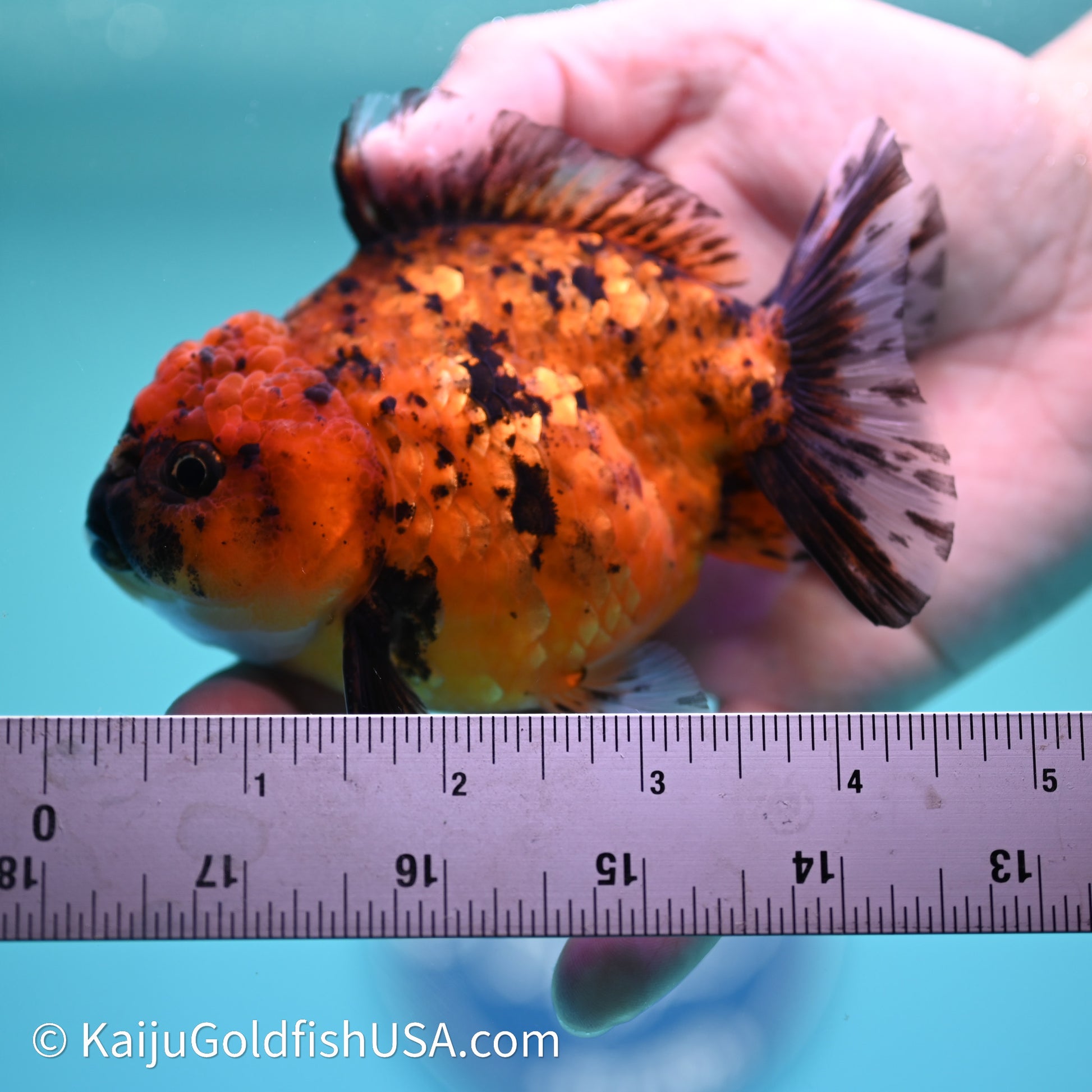 Shogun Godzilla Tiger Oranda 3.75in Body (240614_OR02) - Kaiju Goldfish USA