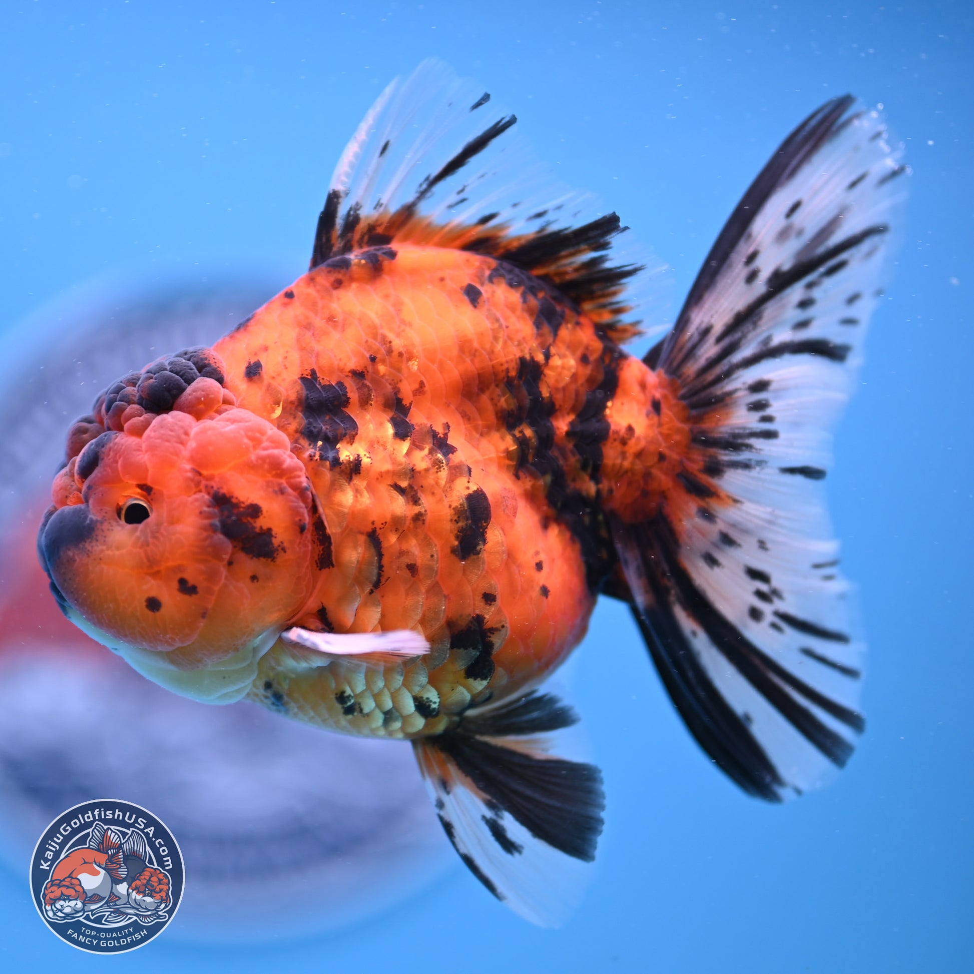 Shogun Tiger Rose Tail Oranda 3.5in Body (240802_OR02) - Kaiju Goldfish USA