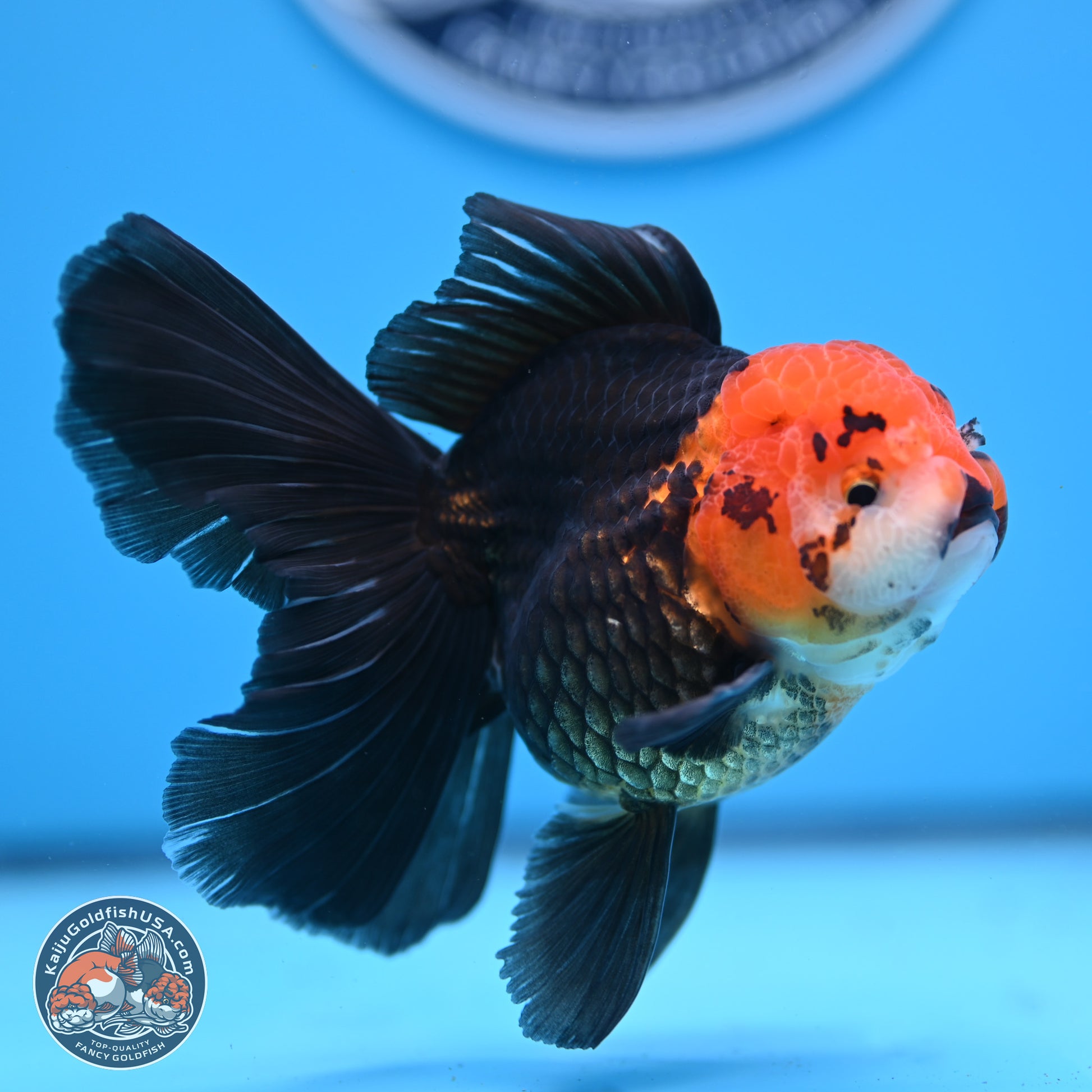 Apache Rose Tail Oranda 3.25in Body (240830_OR02) - Kaiju Goldfish USA