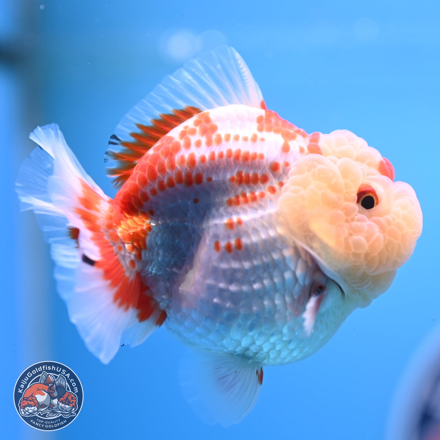 Deer Spot Red White YuanBao Oranda 3.25 inches Body - Male (241227_OR02) - Kaiju Goldfish USA