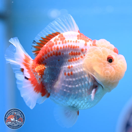 Deer Spot Red White YuanBao Oranda 3.25 inches Body - Male (241227_OR02) - Kaiju Goldfish USA