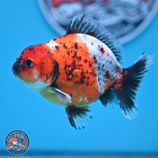 Shogun Calico Oranda 3.5-4.5 in (241011_OR02) - Kaiju Goldfish USA