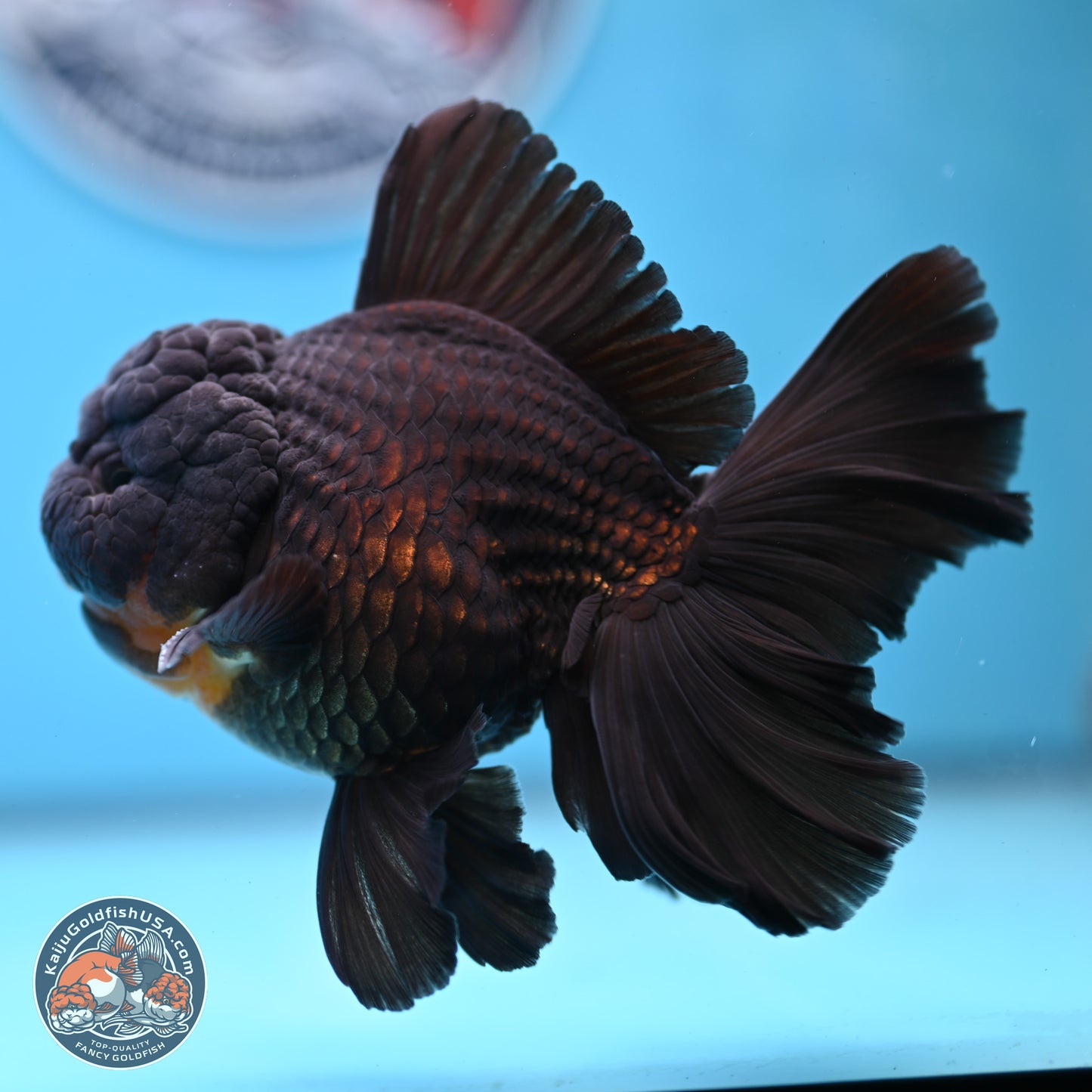 Black Orchid Tail Oranda 3.5 inches Body - Male (250228_OR02)