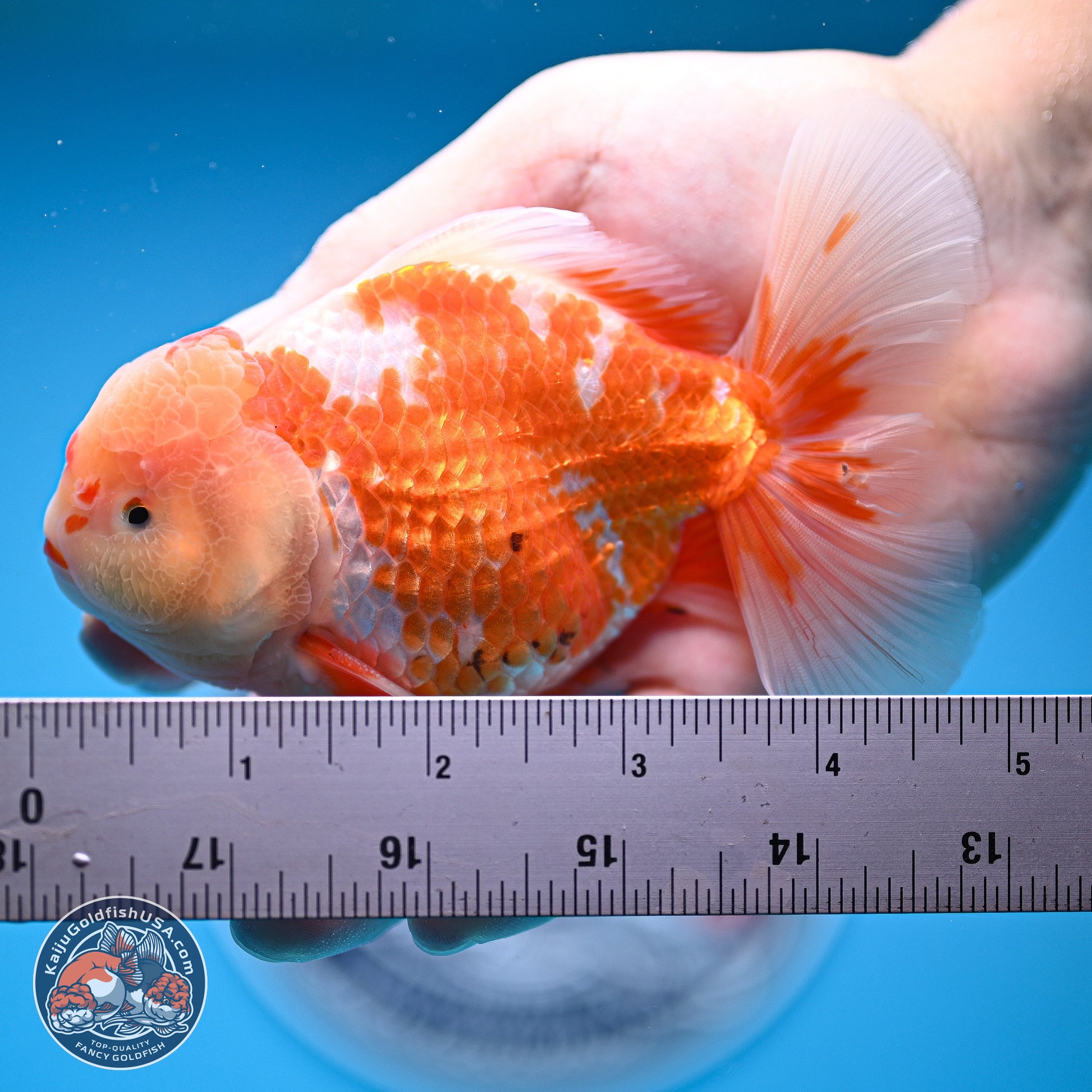 Red White Rose Tail Oranda 5 inches - Male (241129_OR02) - Kaiju Goldfish USA